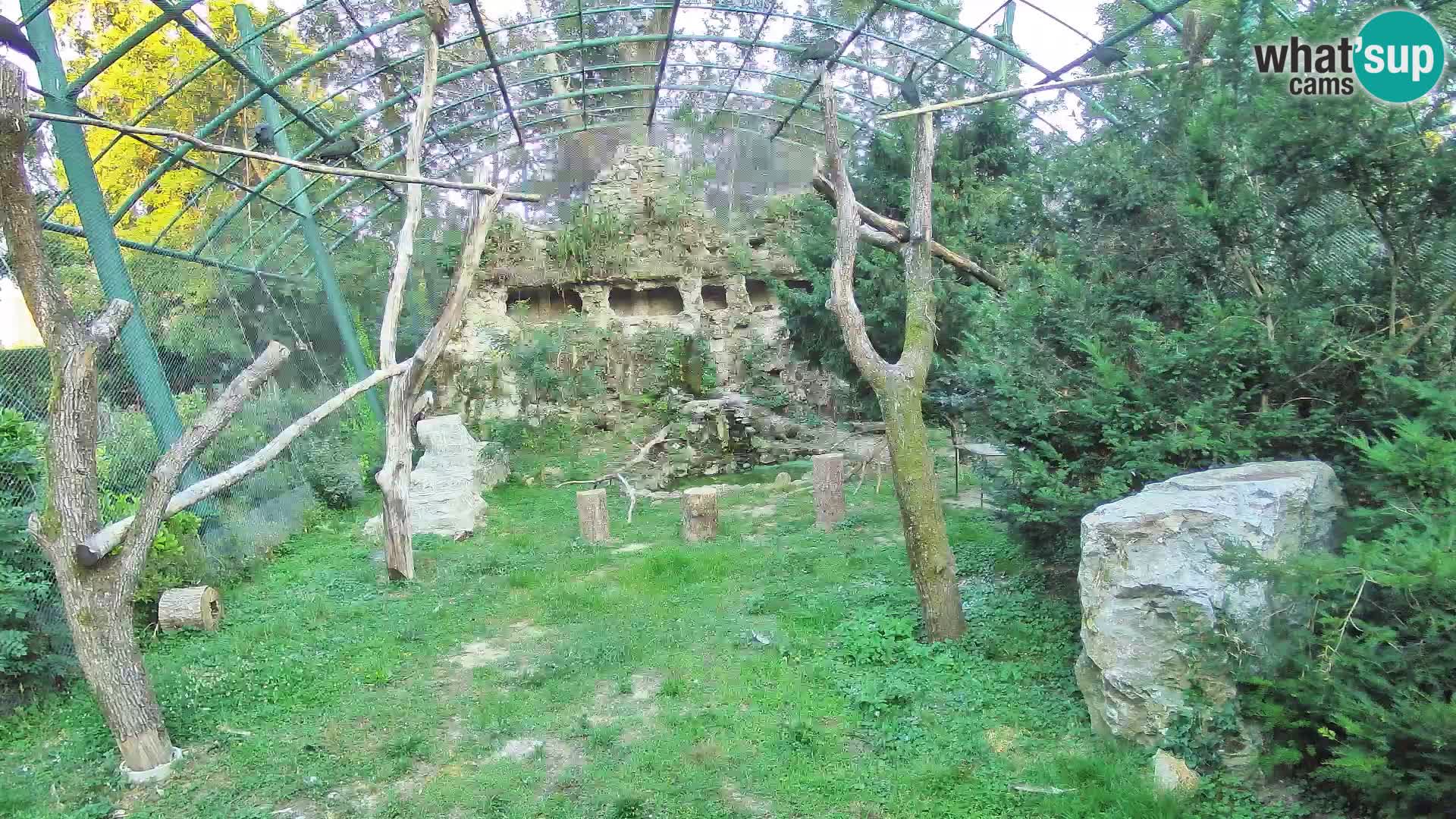 Gyps Webcam – Live aus dem Zoo Zagreb