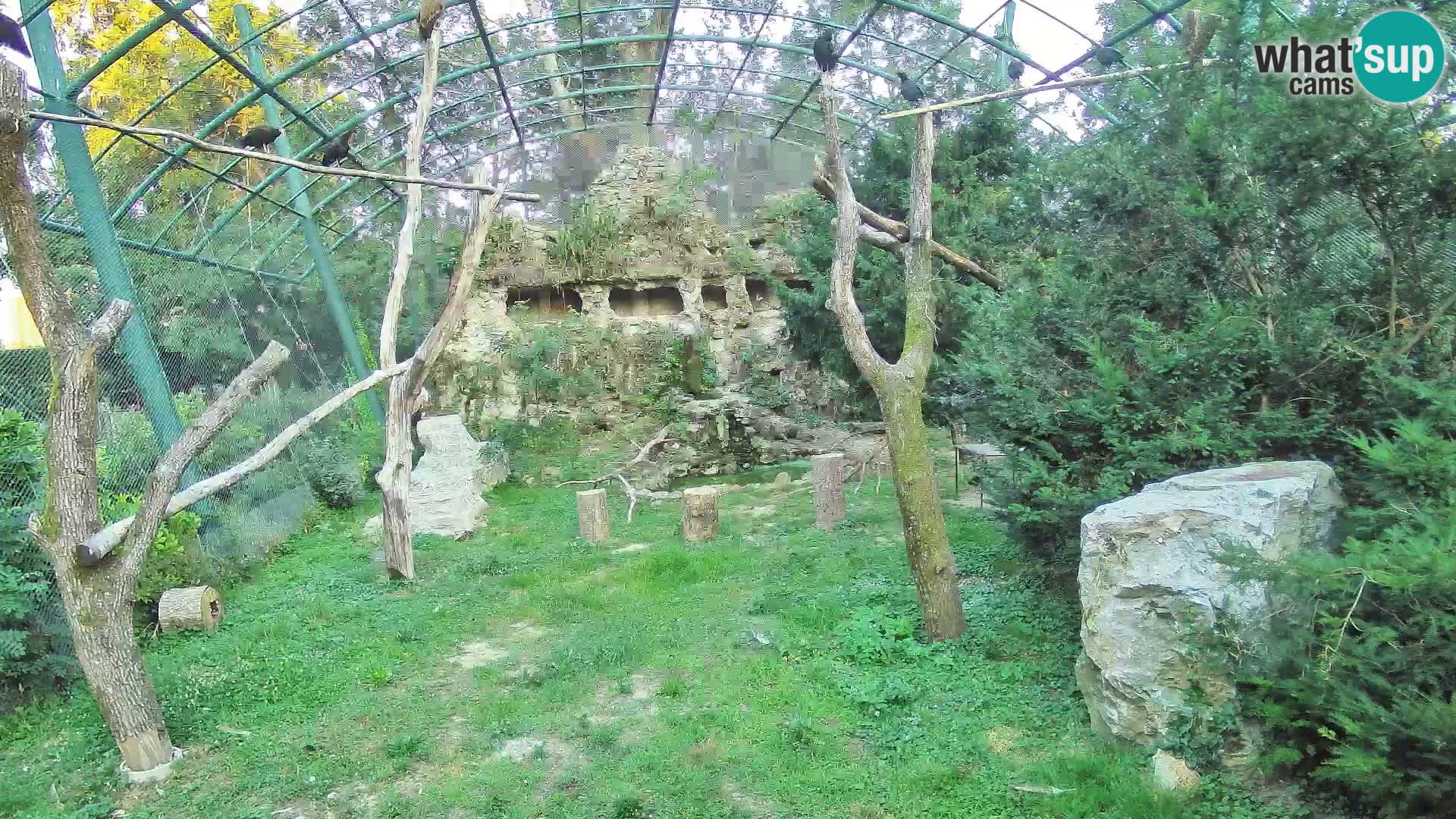Web kamera Bjeloglavi sup – Zoološki vrt Zagreb uživo