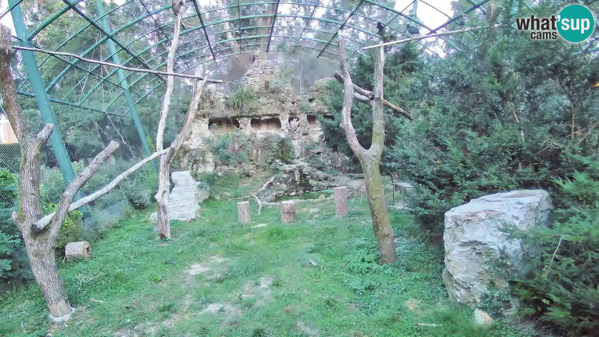 Webcam Buitre Leonado – Zoo de Zagreb en directo