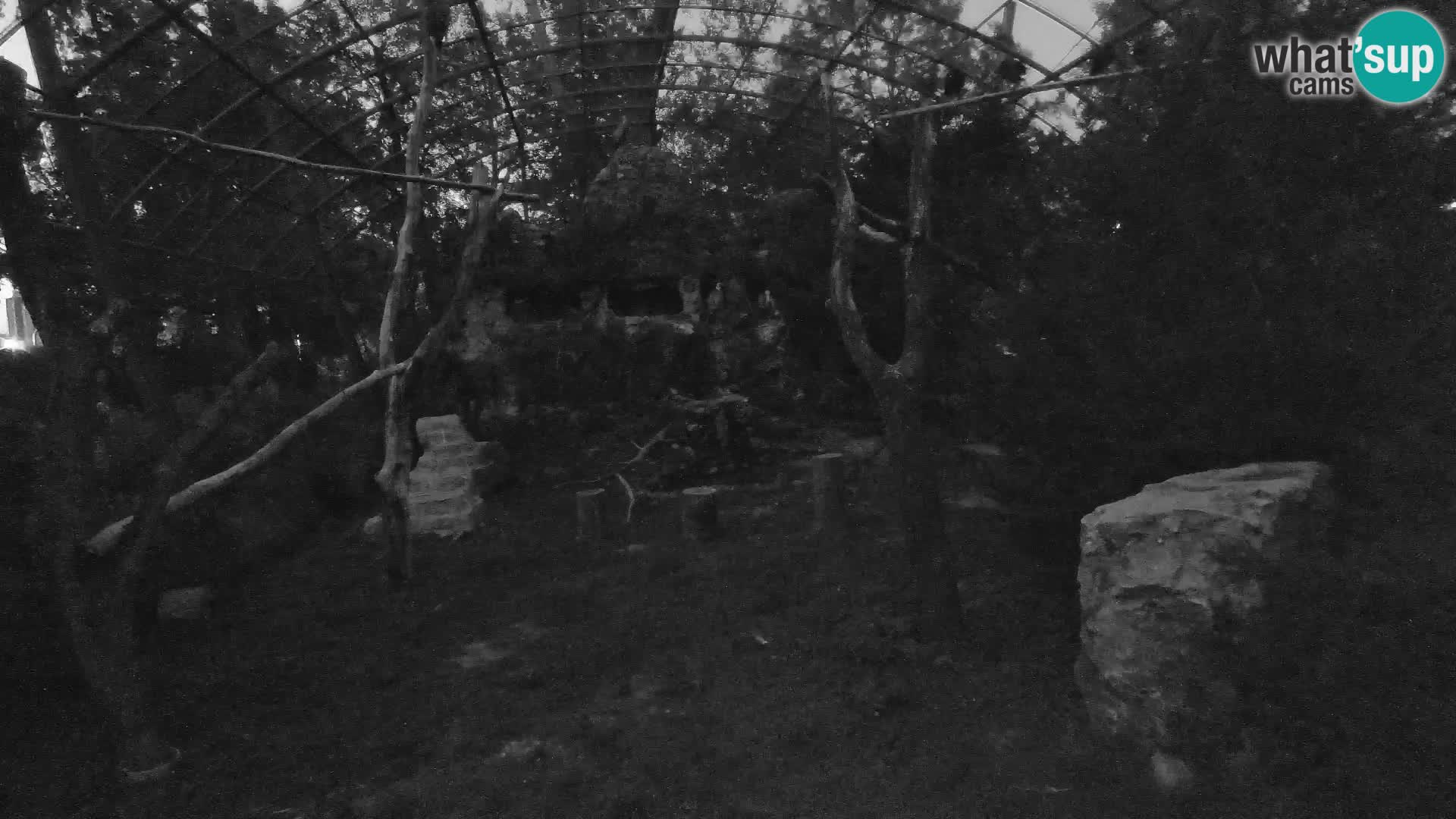 Webcam Grifone – Zoo di Zagabria in diretta