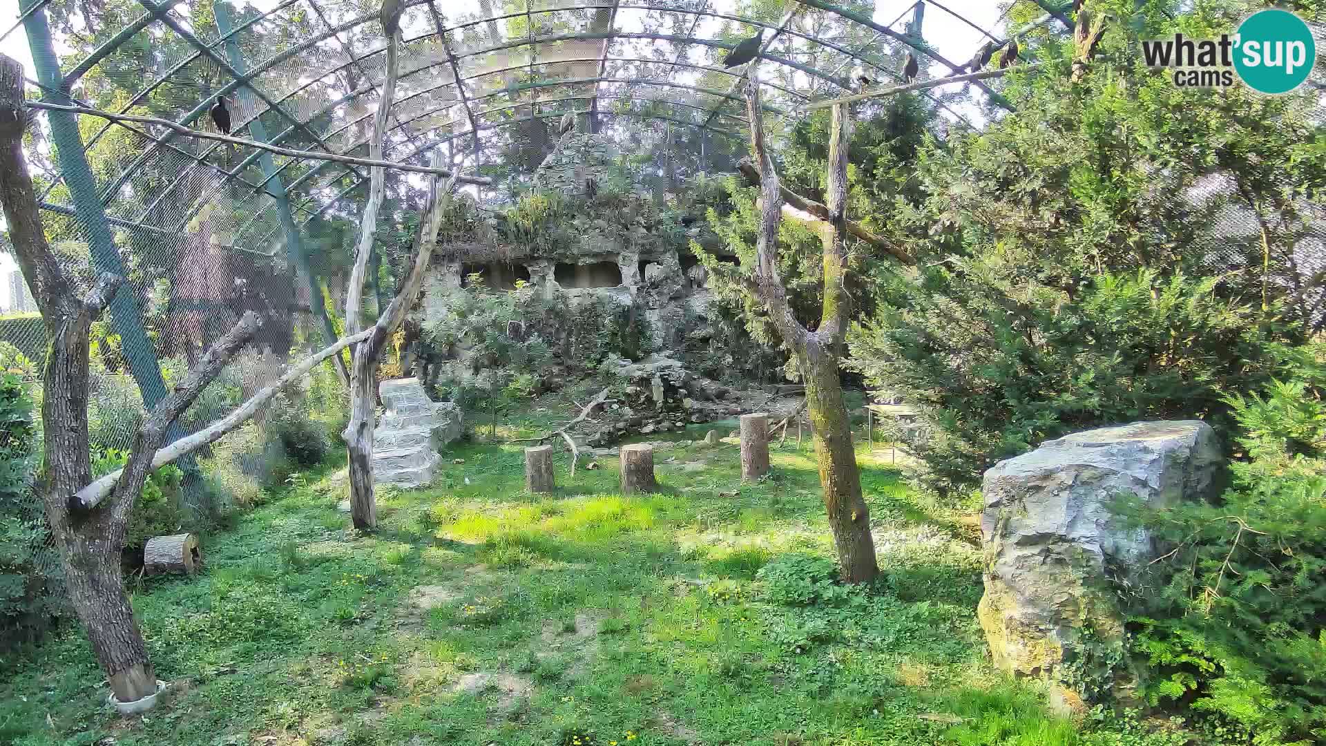 Gyps Webcam – Live aus dem Zoo Zagreb