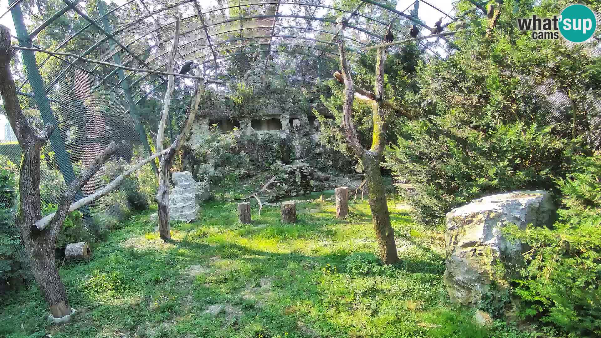 Gyps Webcam – Zagreb Zoo Live