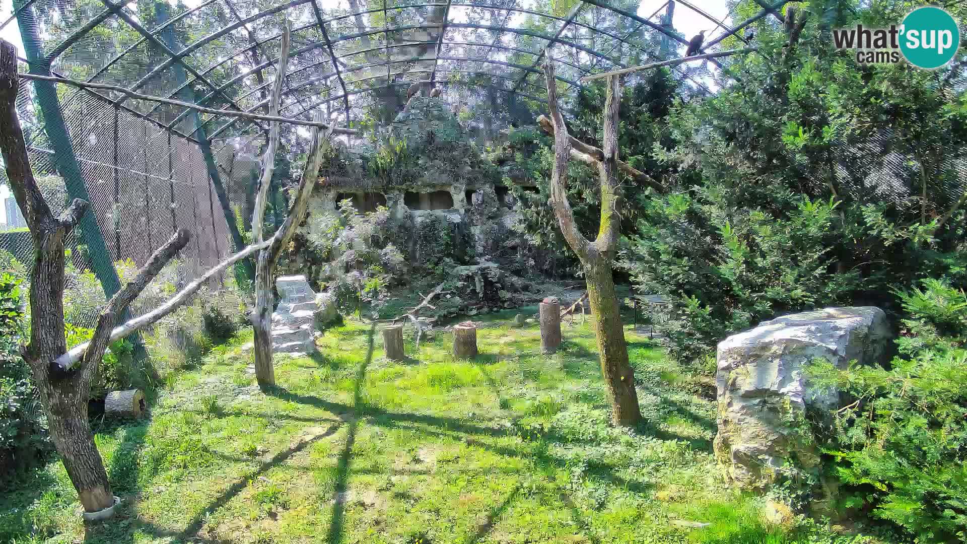 Gyps Webcam – Zagreb Zoo Live