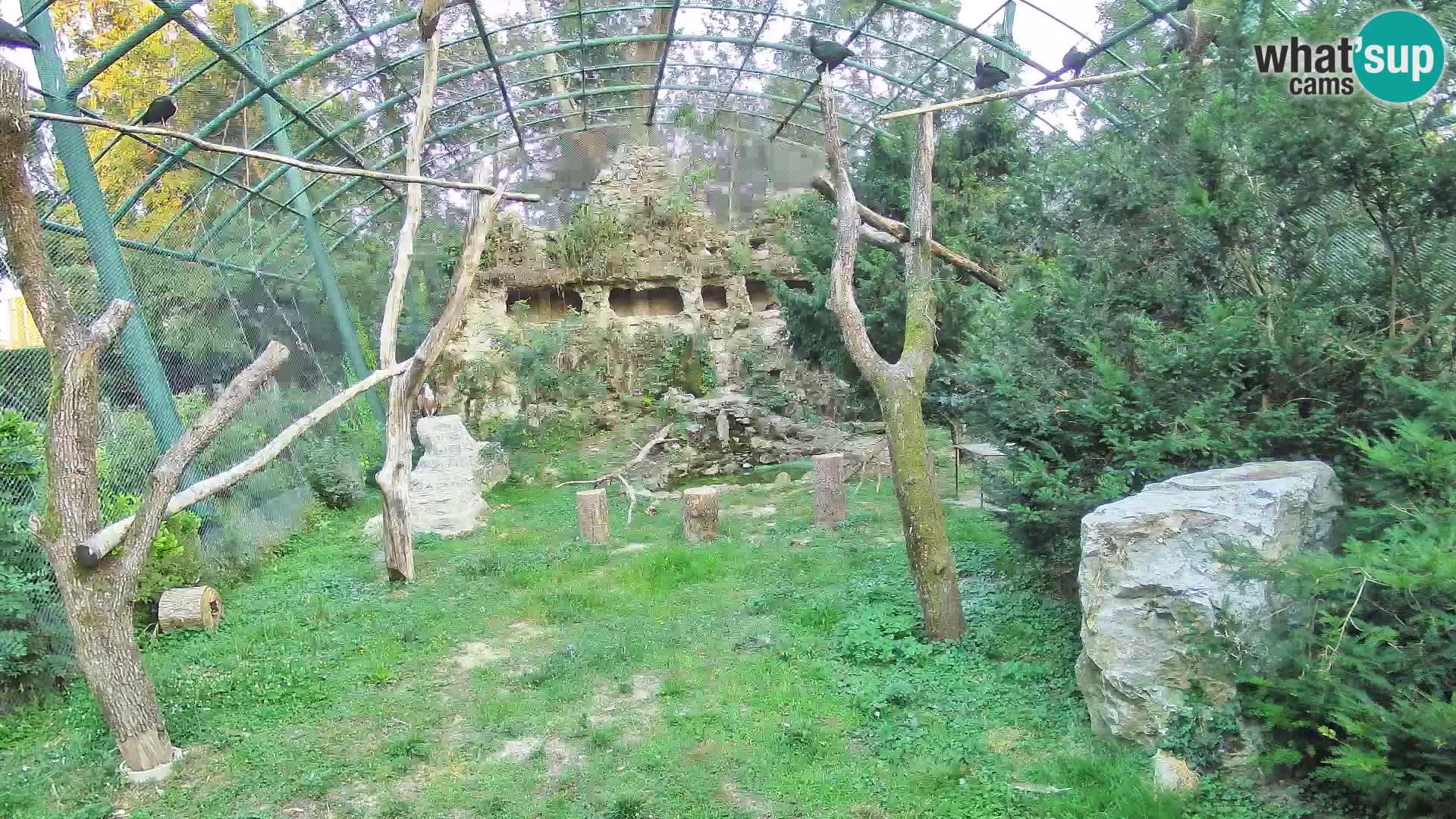 Gyps Webcam – Zagreb Zoo Live