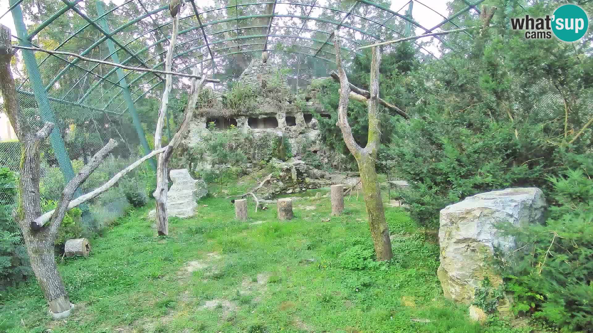 Webcam Grifone – Zoo di Zagabria in diretta