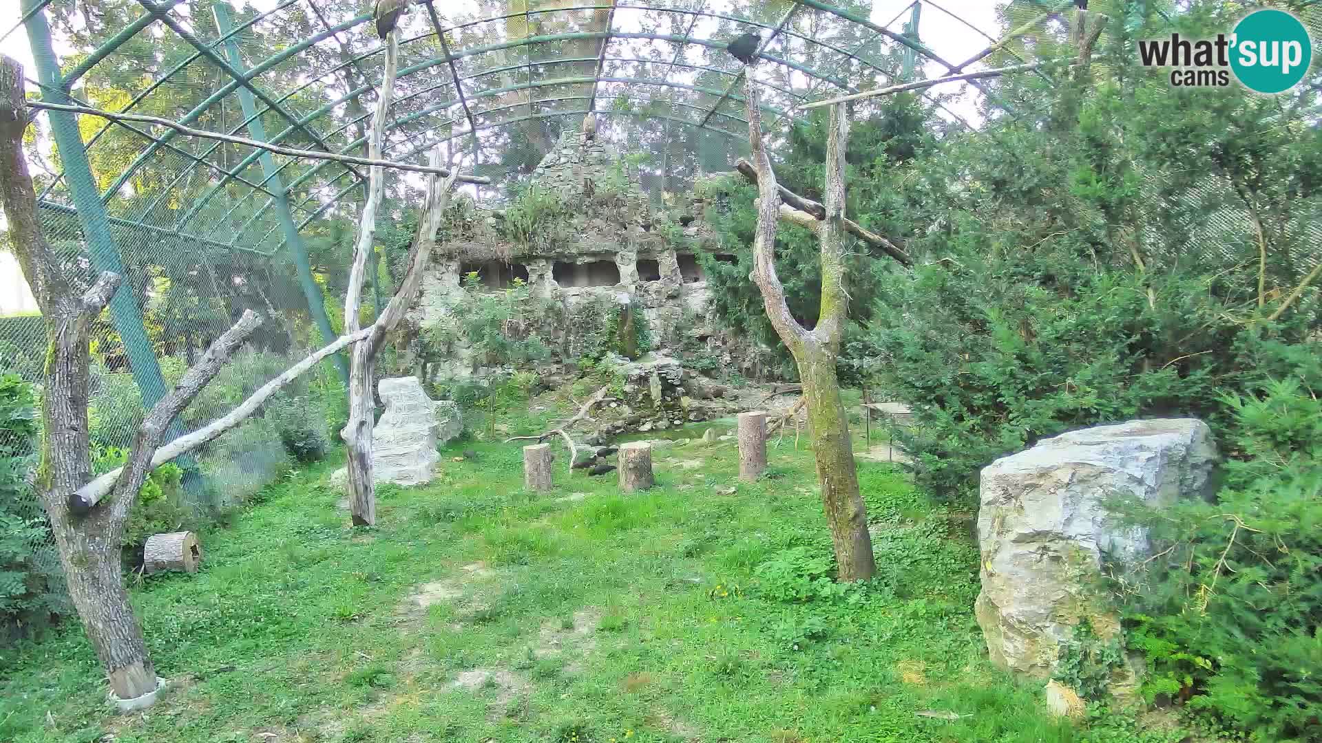 Webcam Grifone – Zoo di Zagabria in diretta