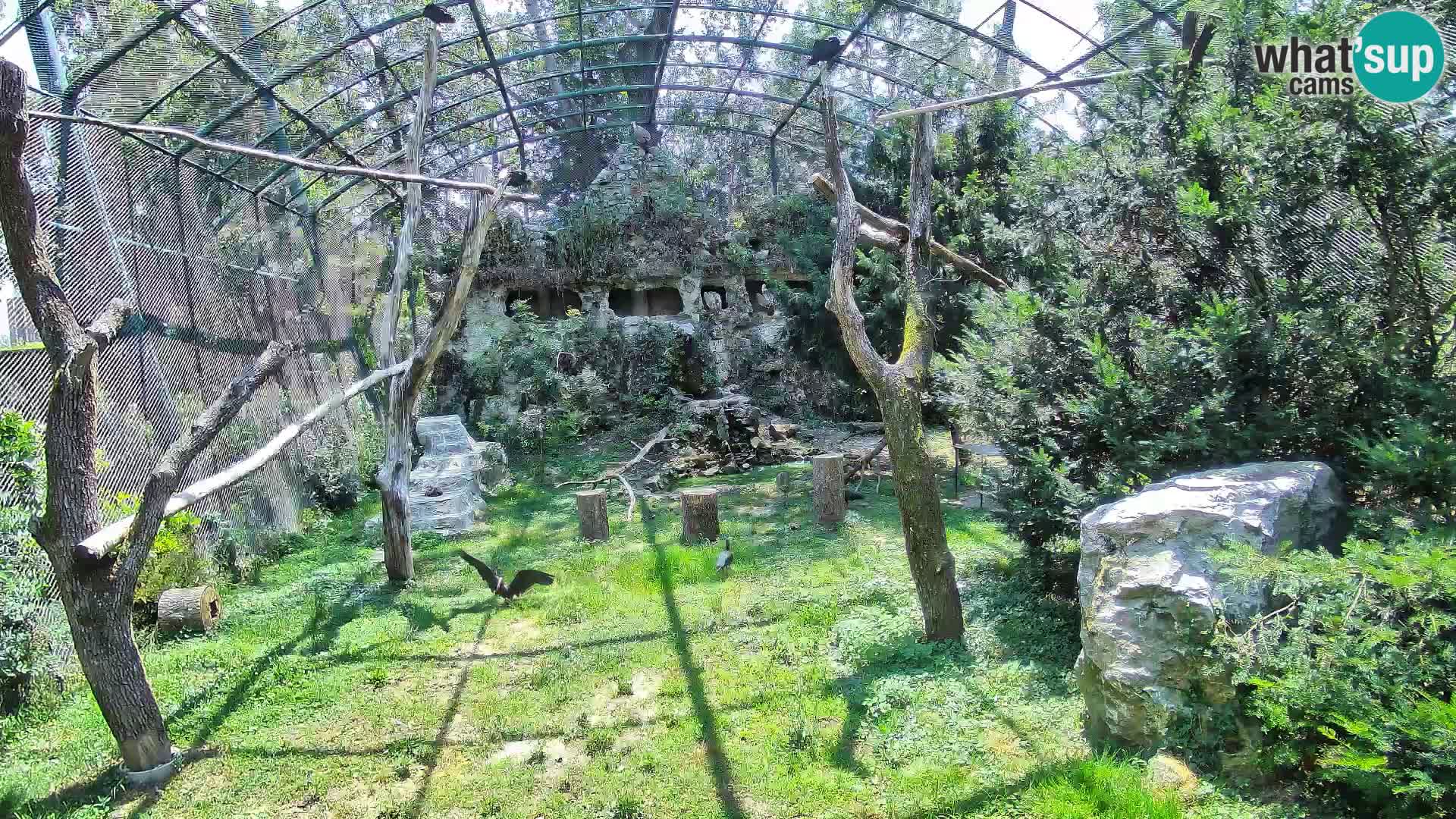 Webcam Buitre Leonado – Zoo de Zagreb en directo