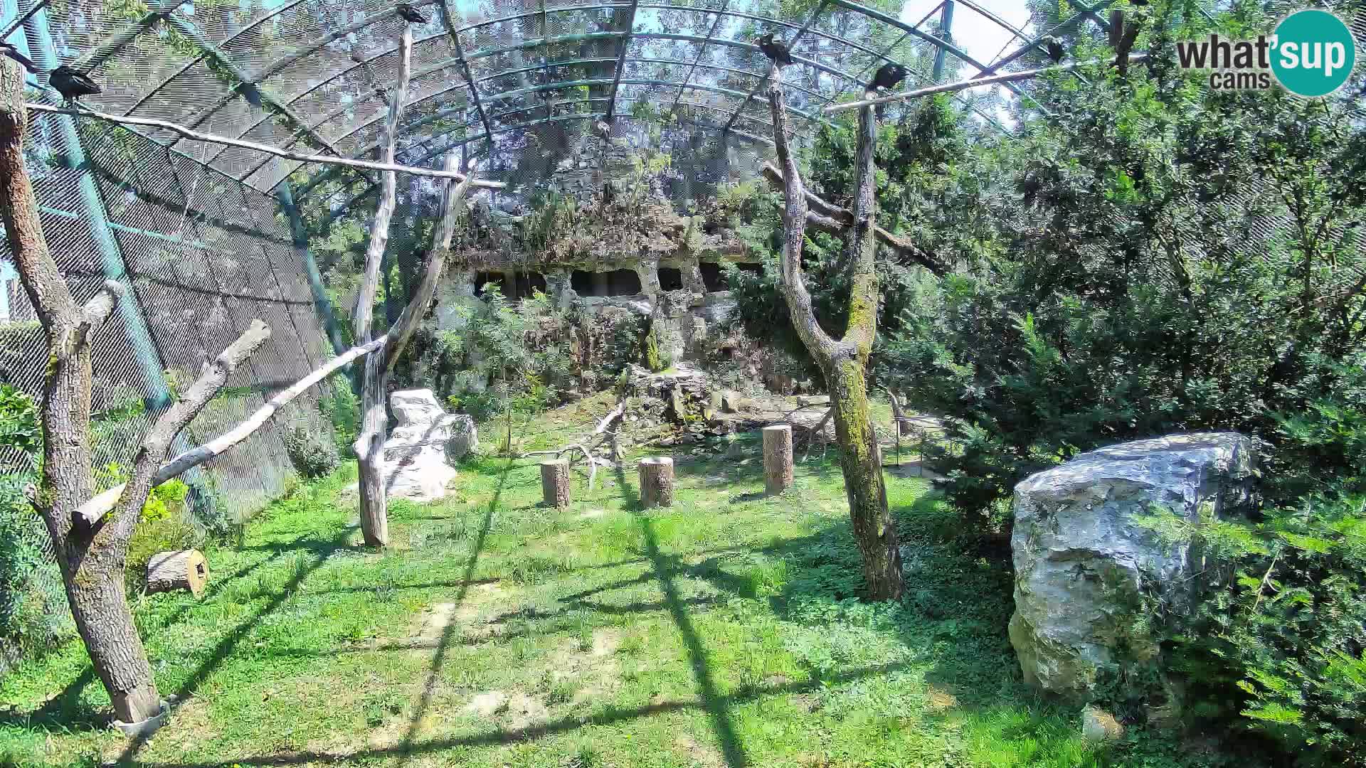 Gyps Webcam – Live aus dem Zoo Zagreb