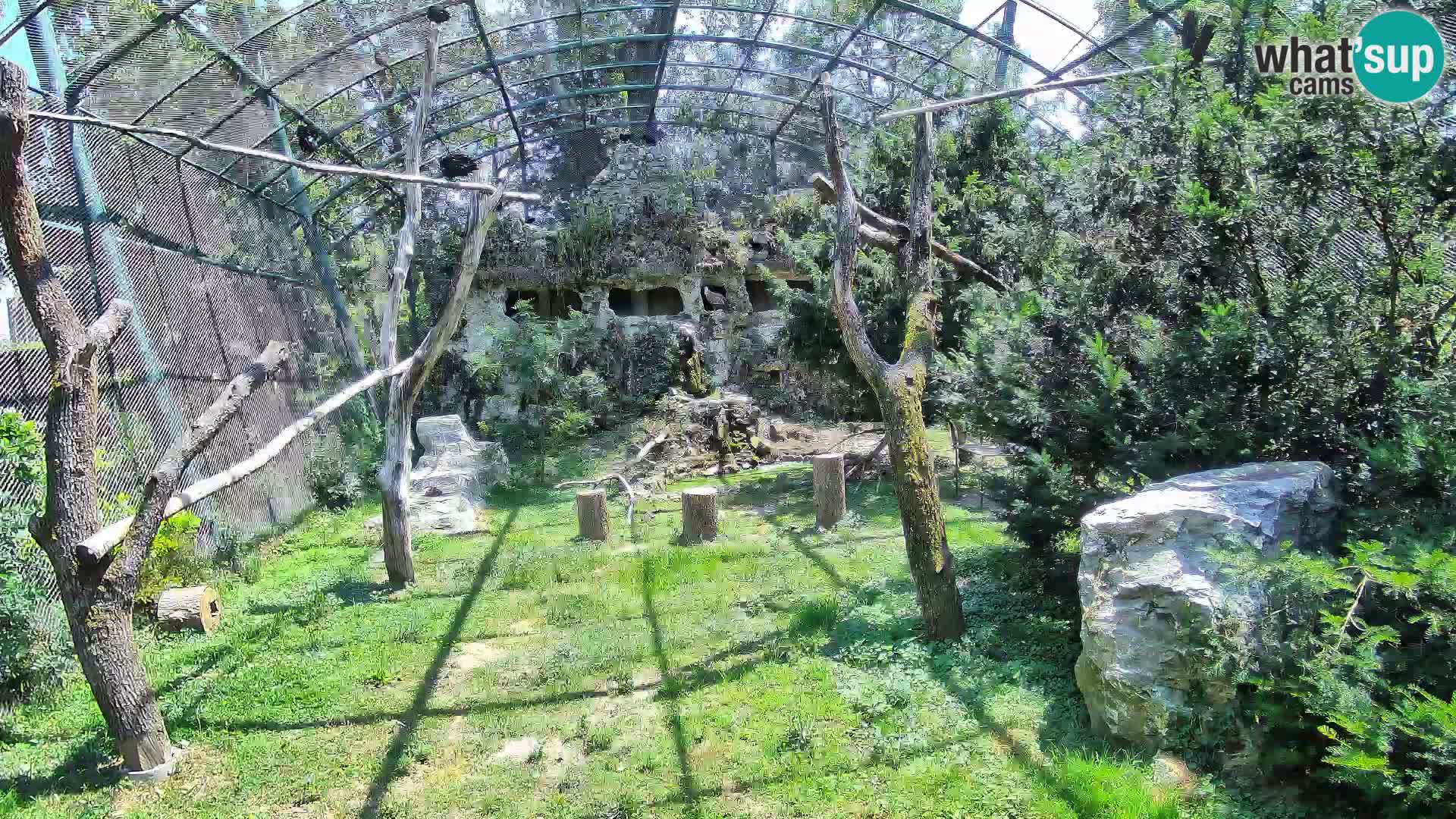 Spletna kamera beloglavi jastreb – Zagreb Zoo v živo