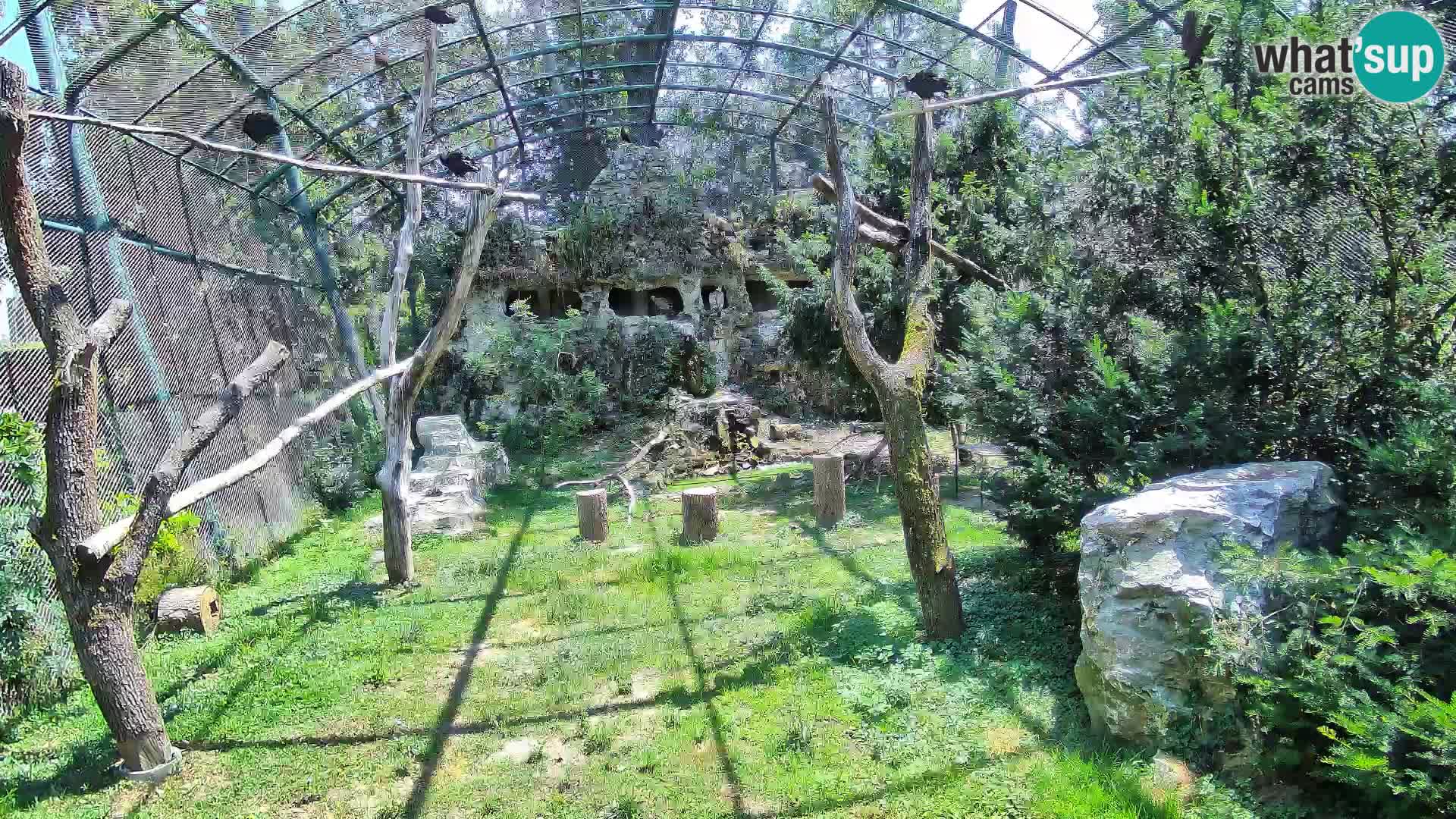 Webcam Buitre Leonado – Zoo de Zagreb en directo