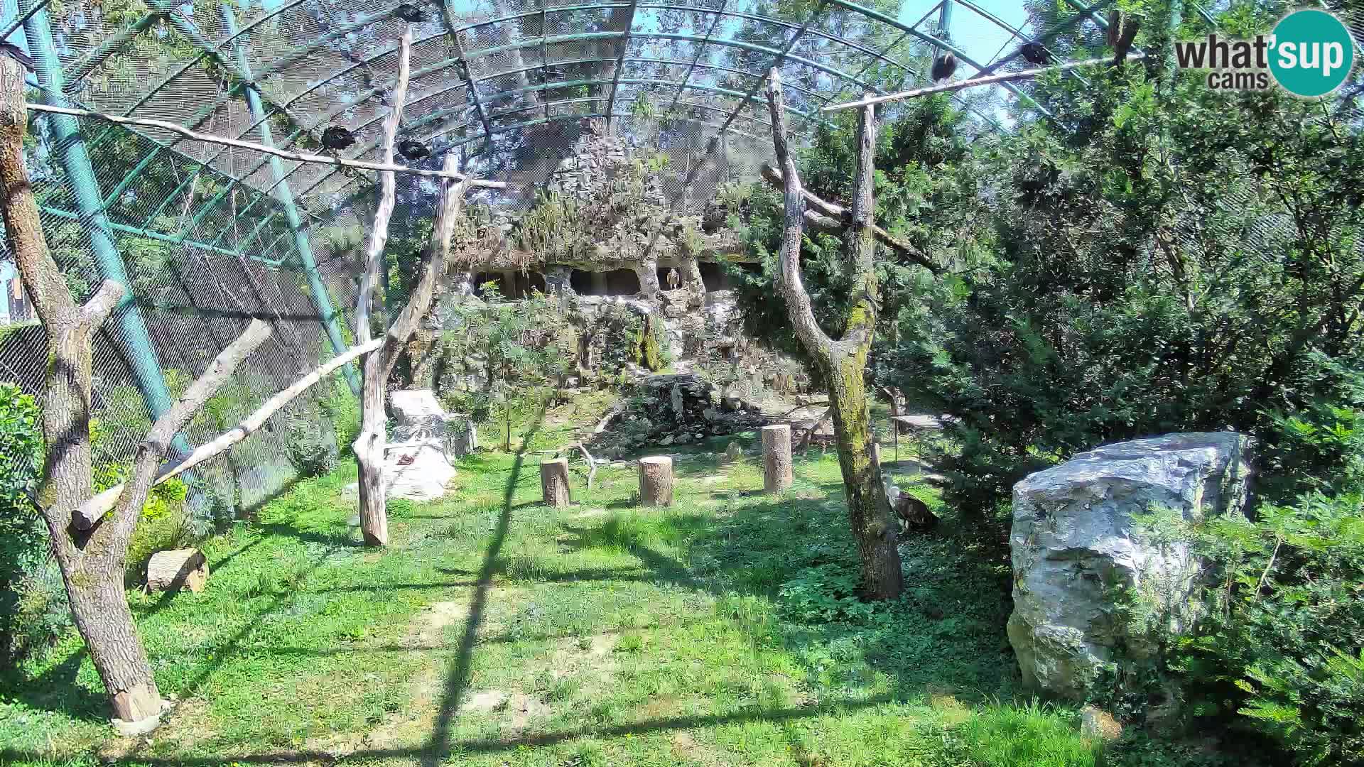 Gyps Webcam – Zagreb Zoo Live