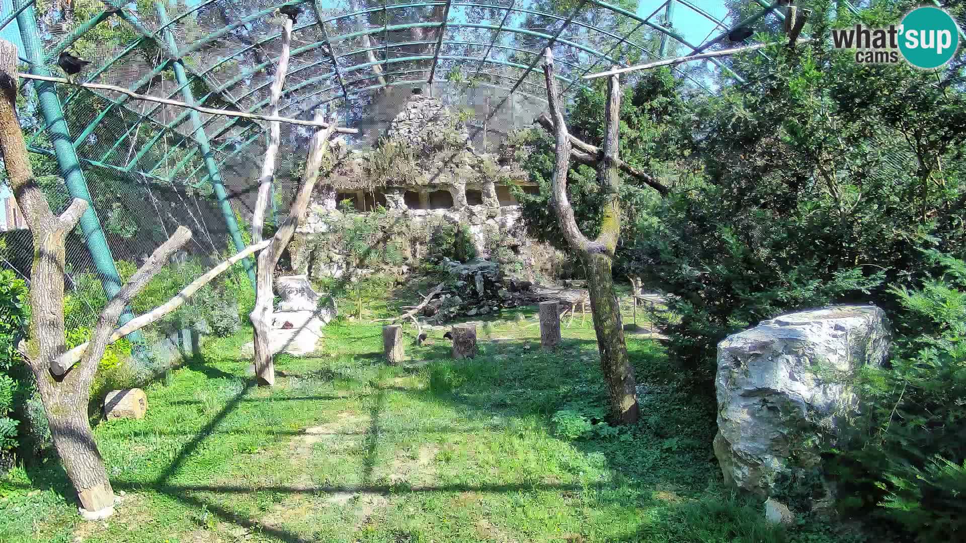 Gyps Webcam – Zagreb Zoo Live