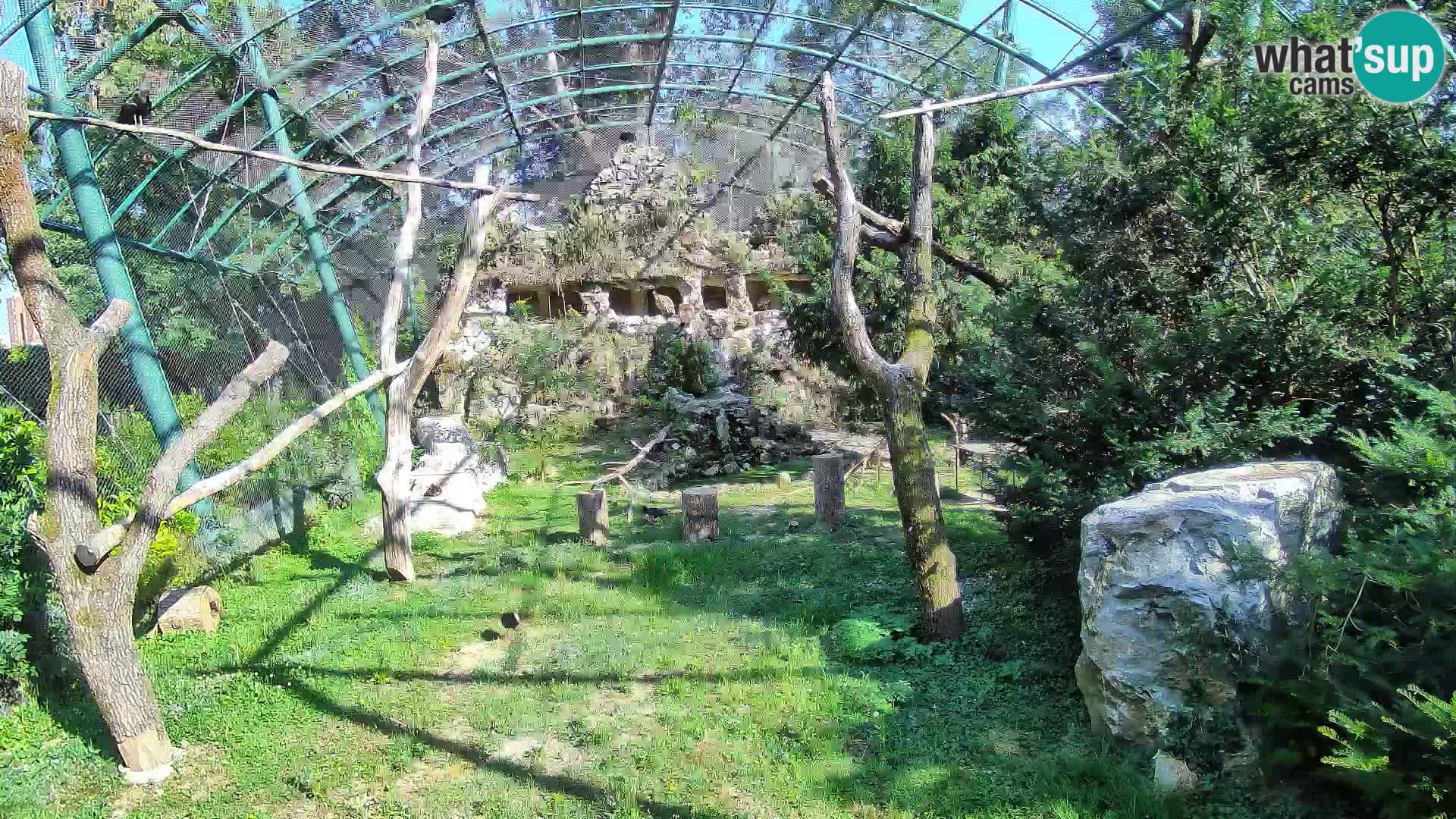 Gyps Webcam – Zagreb Zoo Live