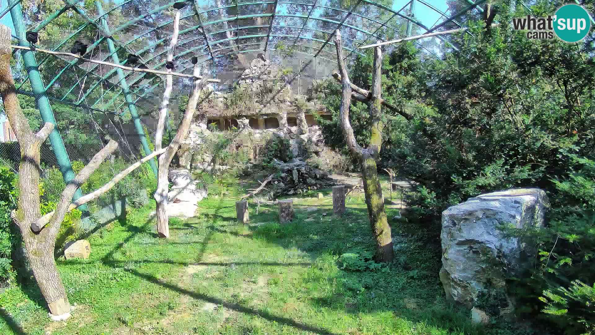 Gyps Webcam – Zagreb Zoo Live