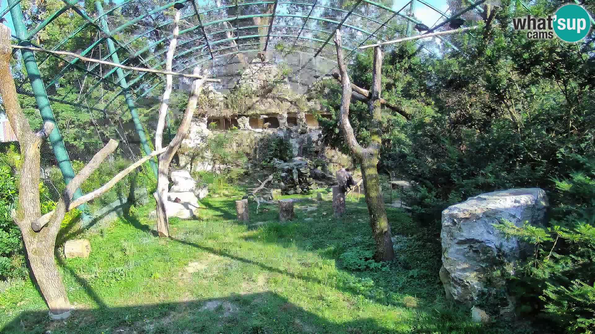 Gyps Webcam – Zagreb Zoo Live