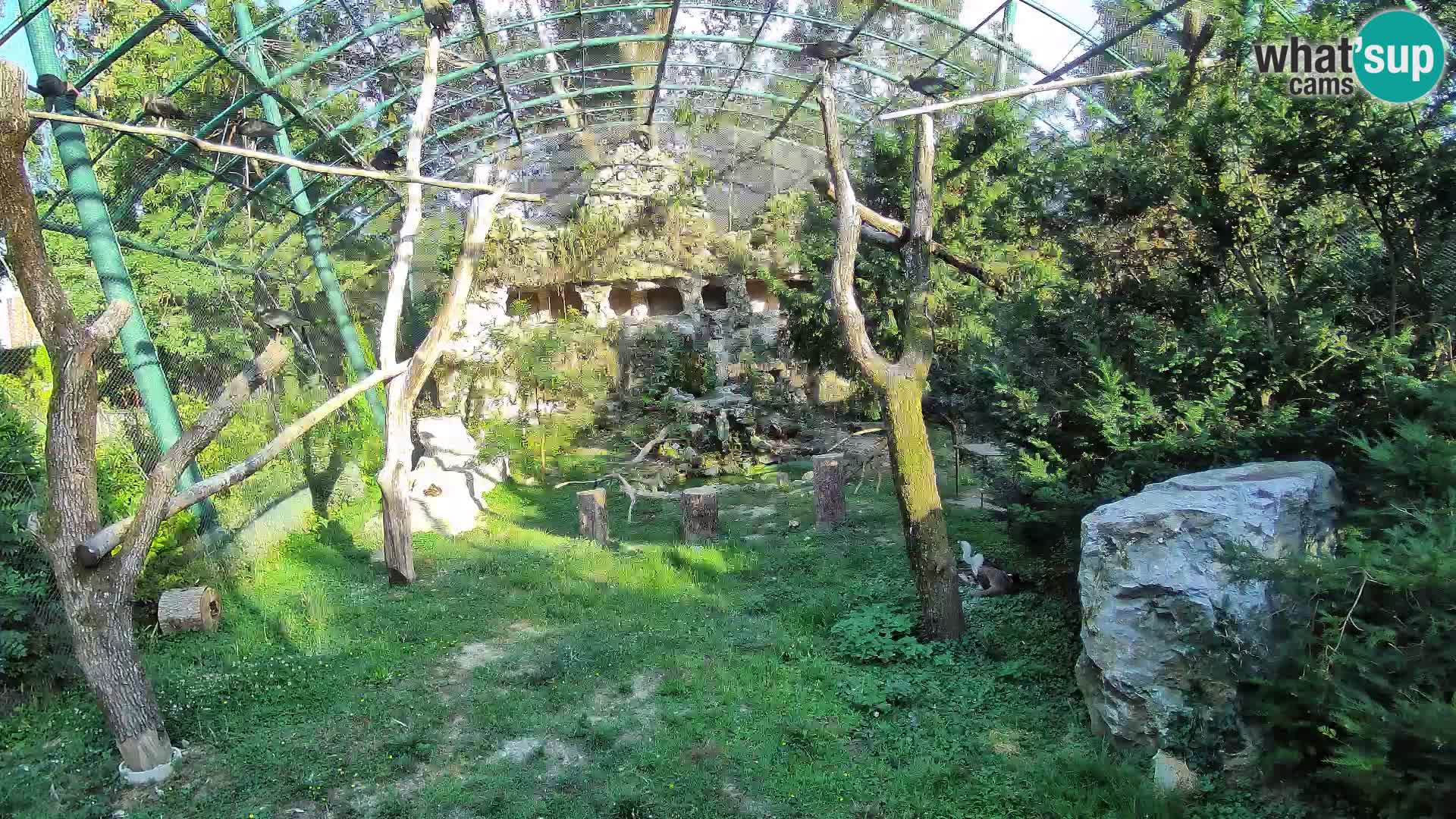 Gyps Webcam – Zagreb Zoo Live