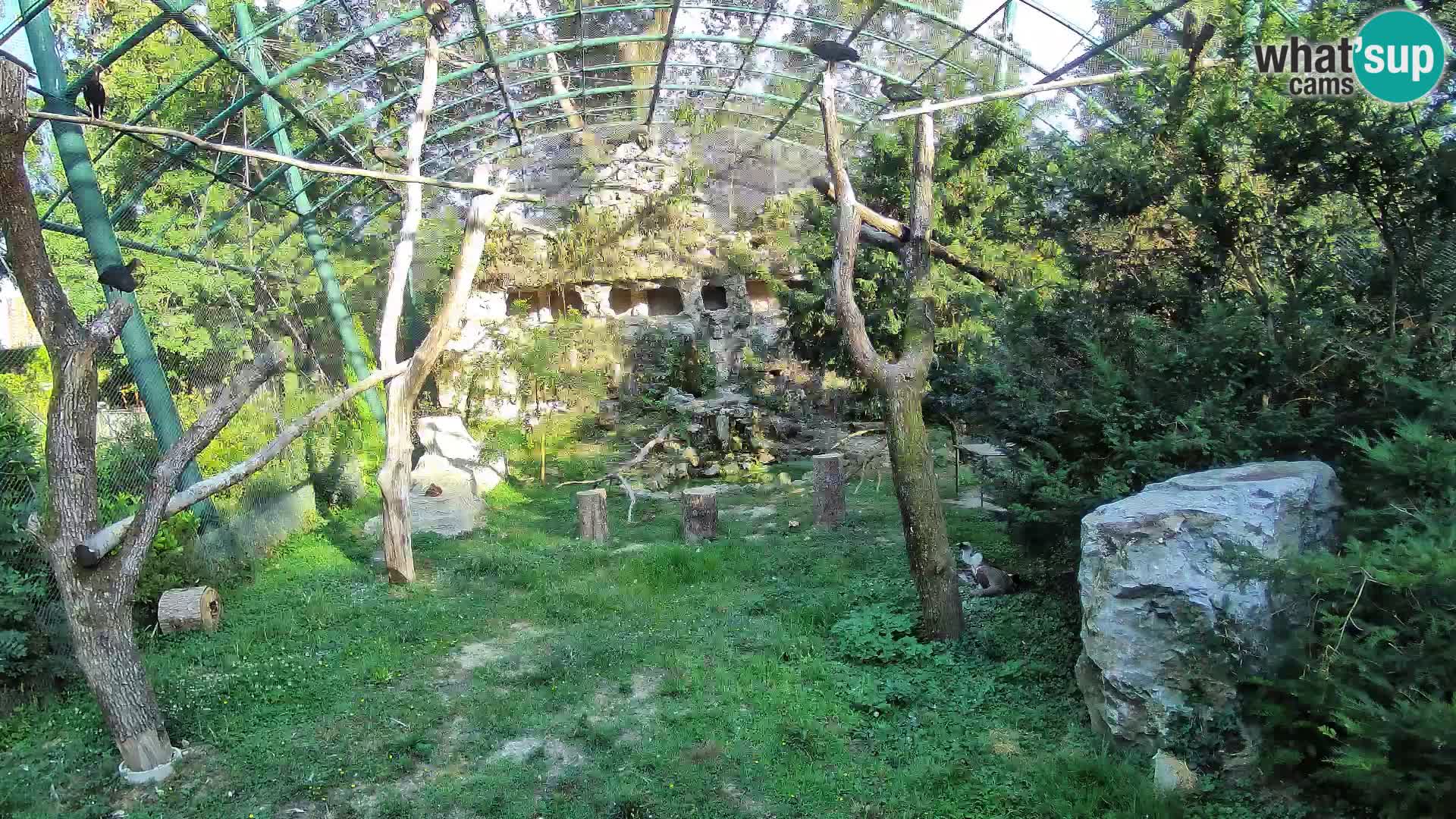 Spletna kamera beloglavi jastreb – Zagreb Zoo v živo