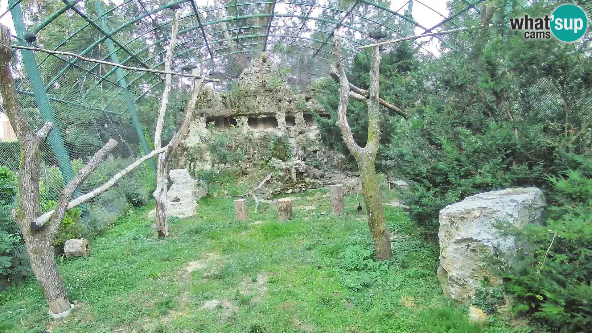 Spletna kamera beloglavi jastreb – Zagreb Zoo v živo