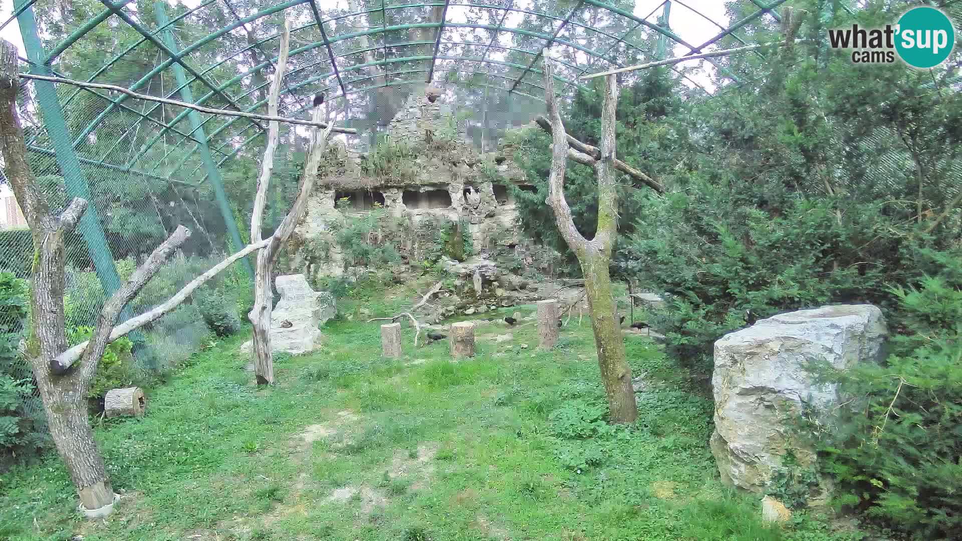 Spletna kamera beloglavi jastreb – Zagreb Zoo v živo