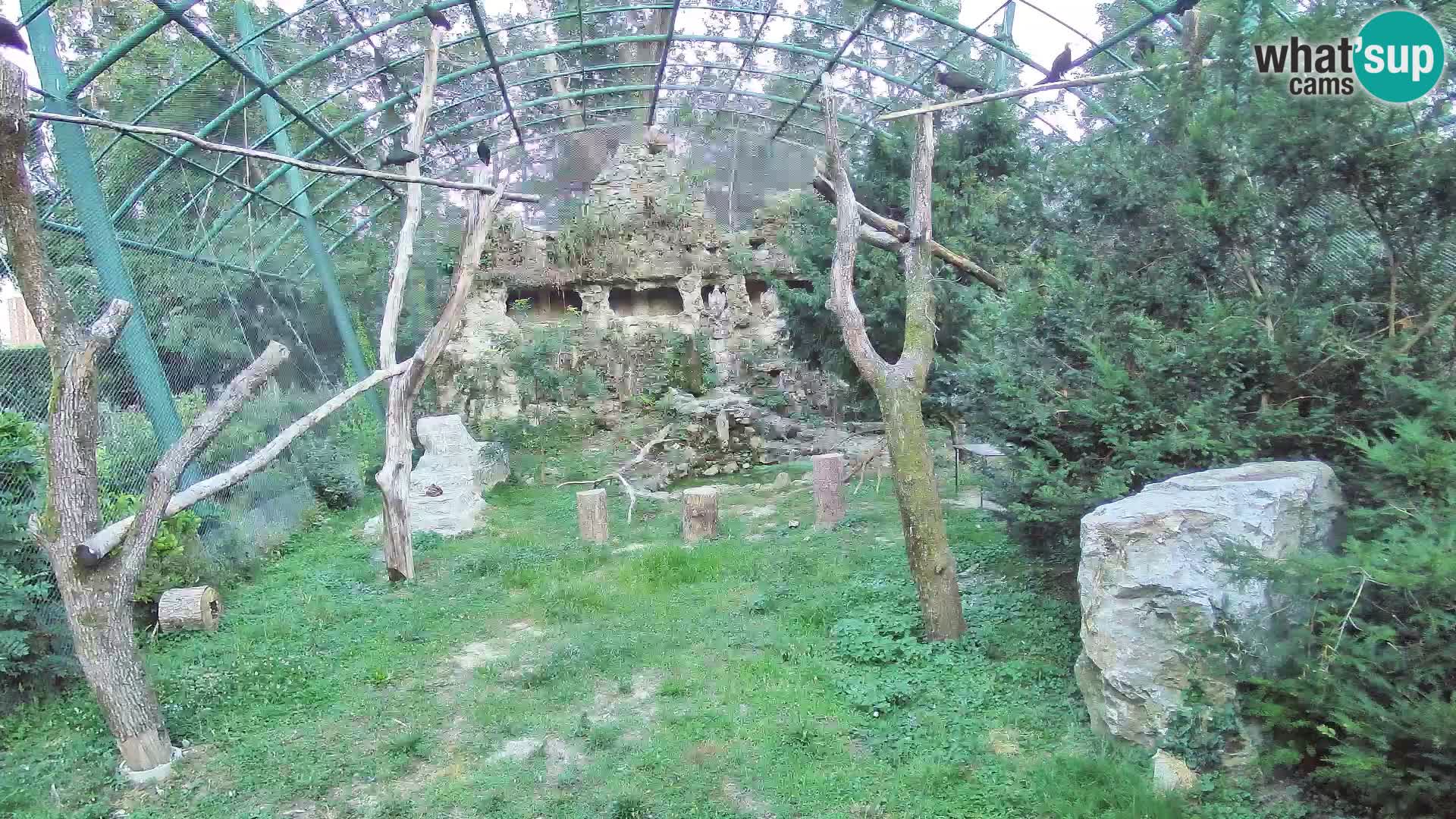 Gyps Webcam – Zagreb Zoo Live