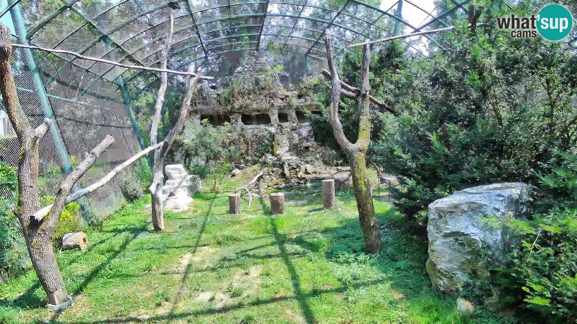Spletna kamera beloglavi jastreb – Zagreb Zoo v živo