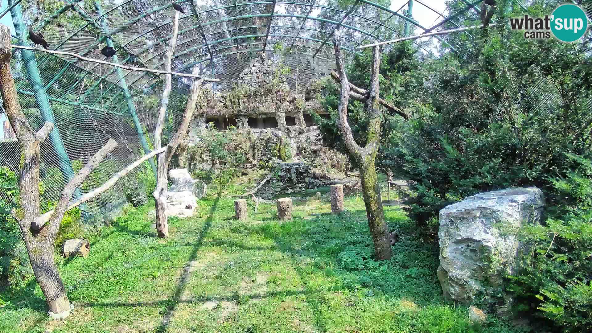 Spletna kamera beloglavi jastreb – Zagreb Zoo v živo