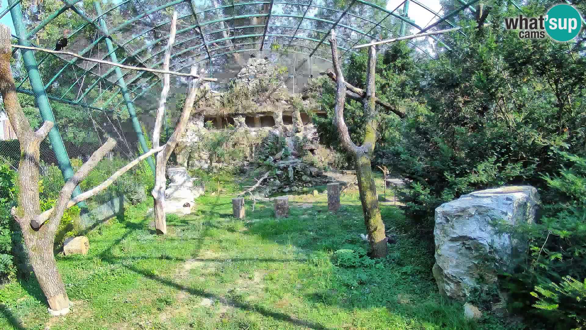 Spletna kamera beloglavi jastreb – Zagreb Zoo v živo