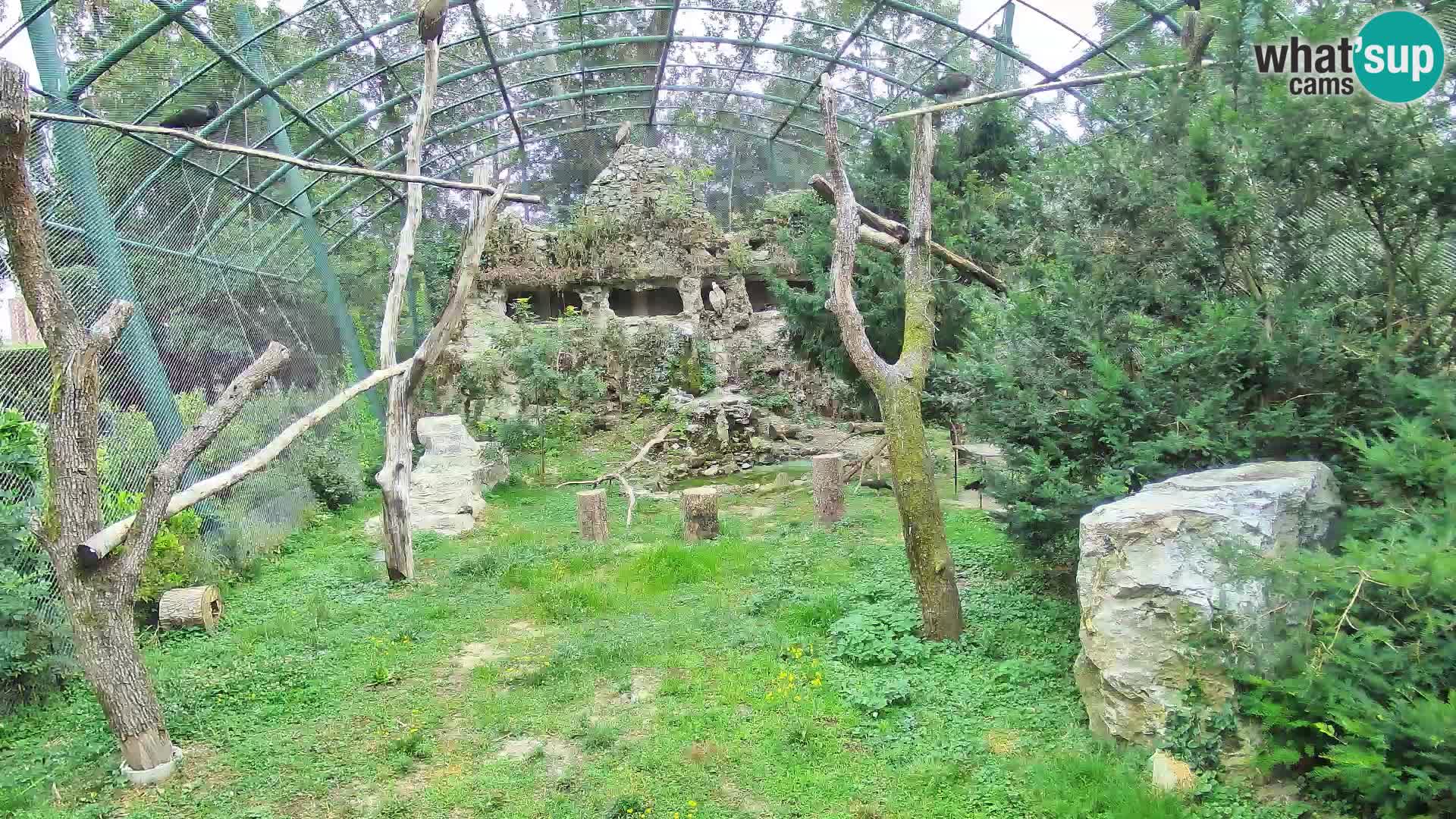 Gyps Webcam – Live aus dem Zoo Zagreb