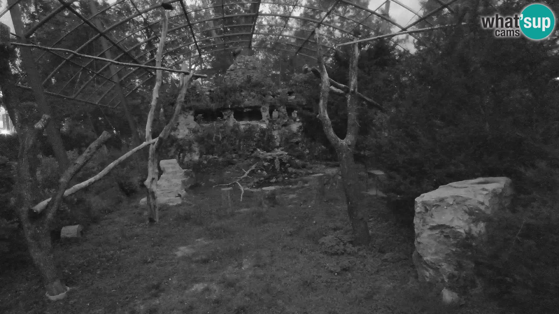 Webcam Grifone – Zoo di Zagabria in diretta