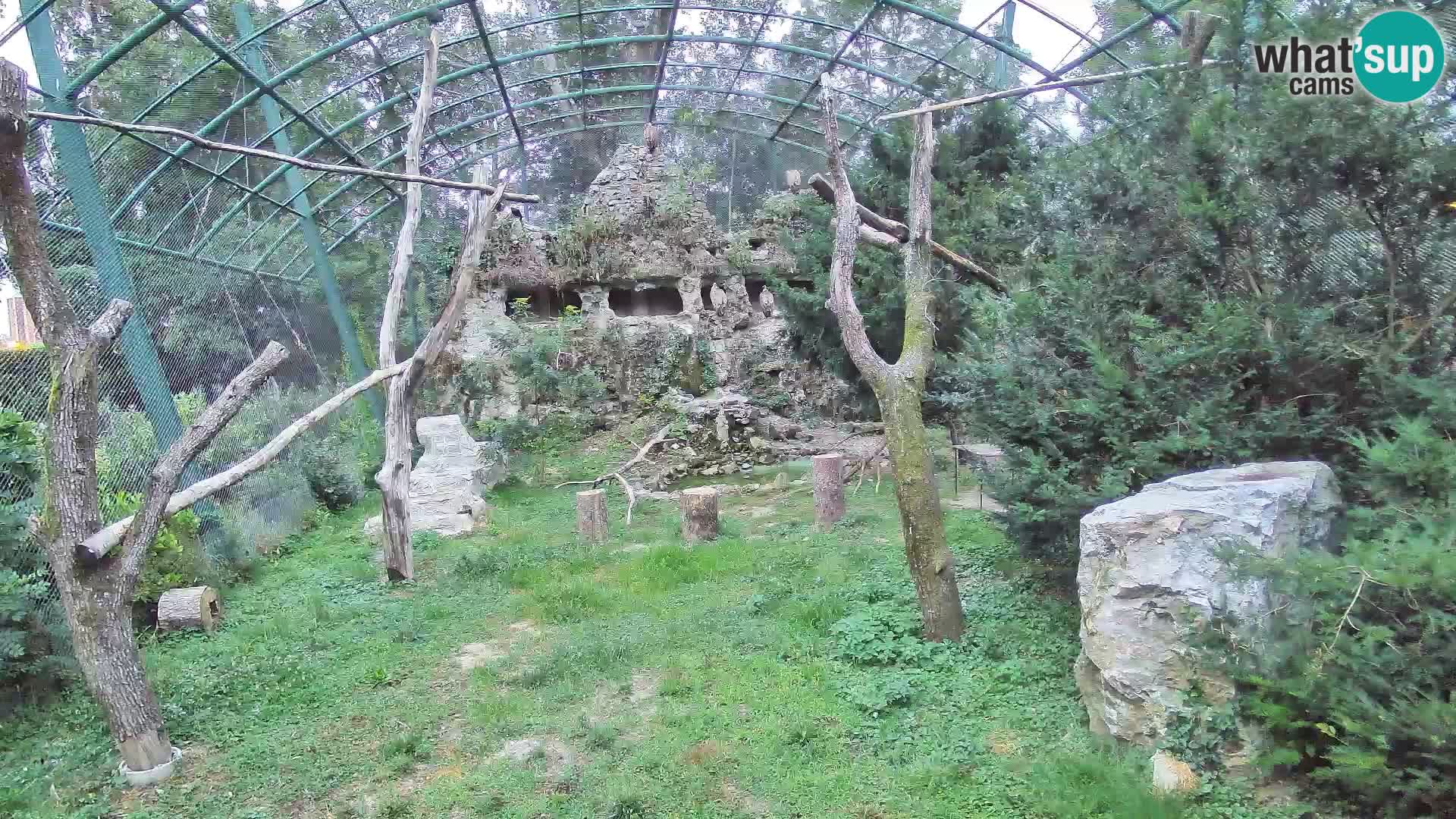 Webcam Vautour fauve – Zoo de Zagreb en direct