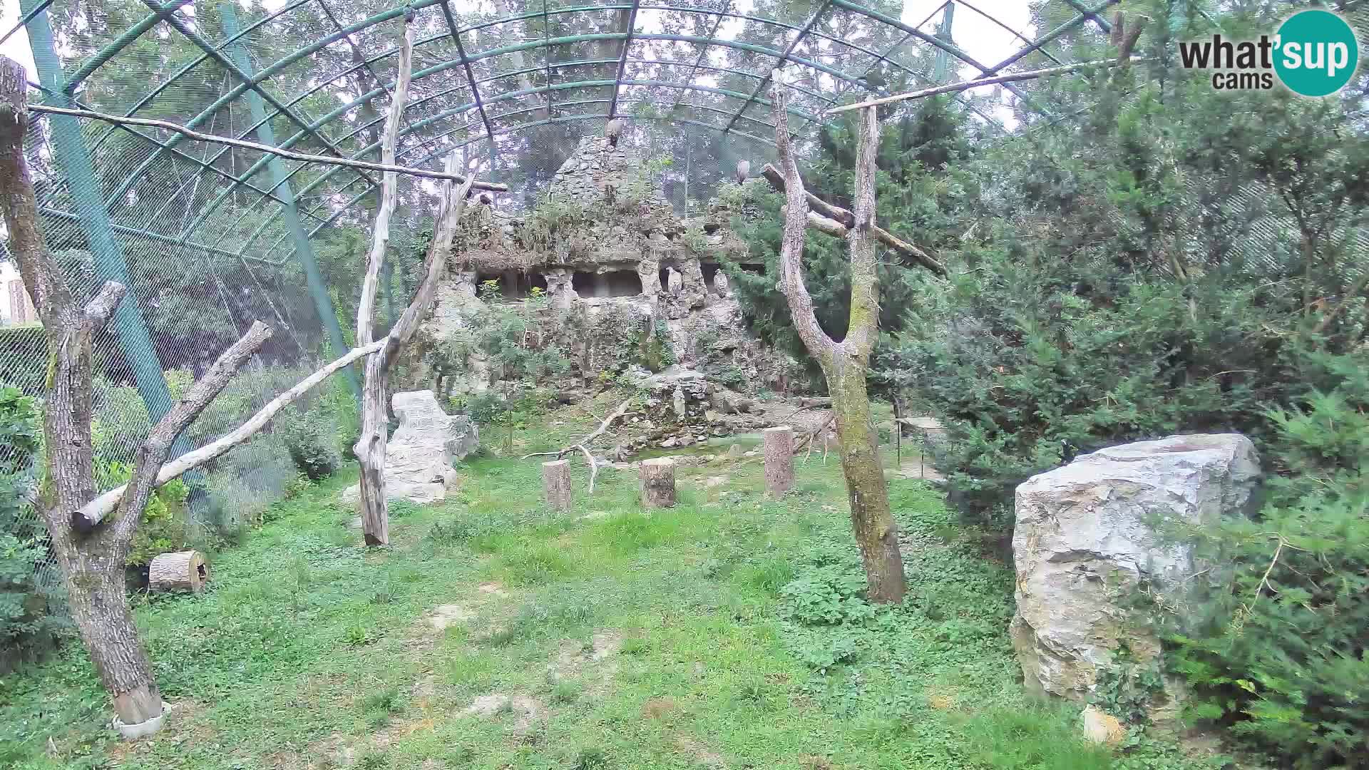 Gyps Webcam – Live aus dem Zoo Zagreb