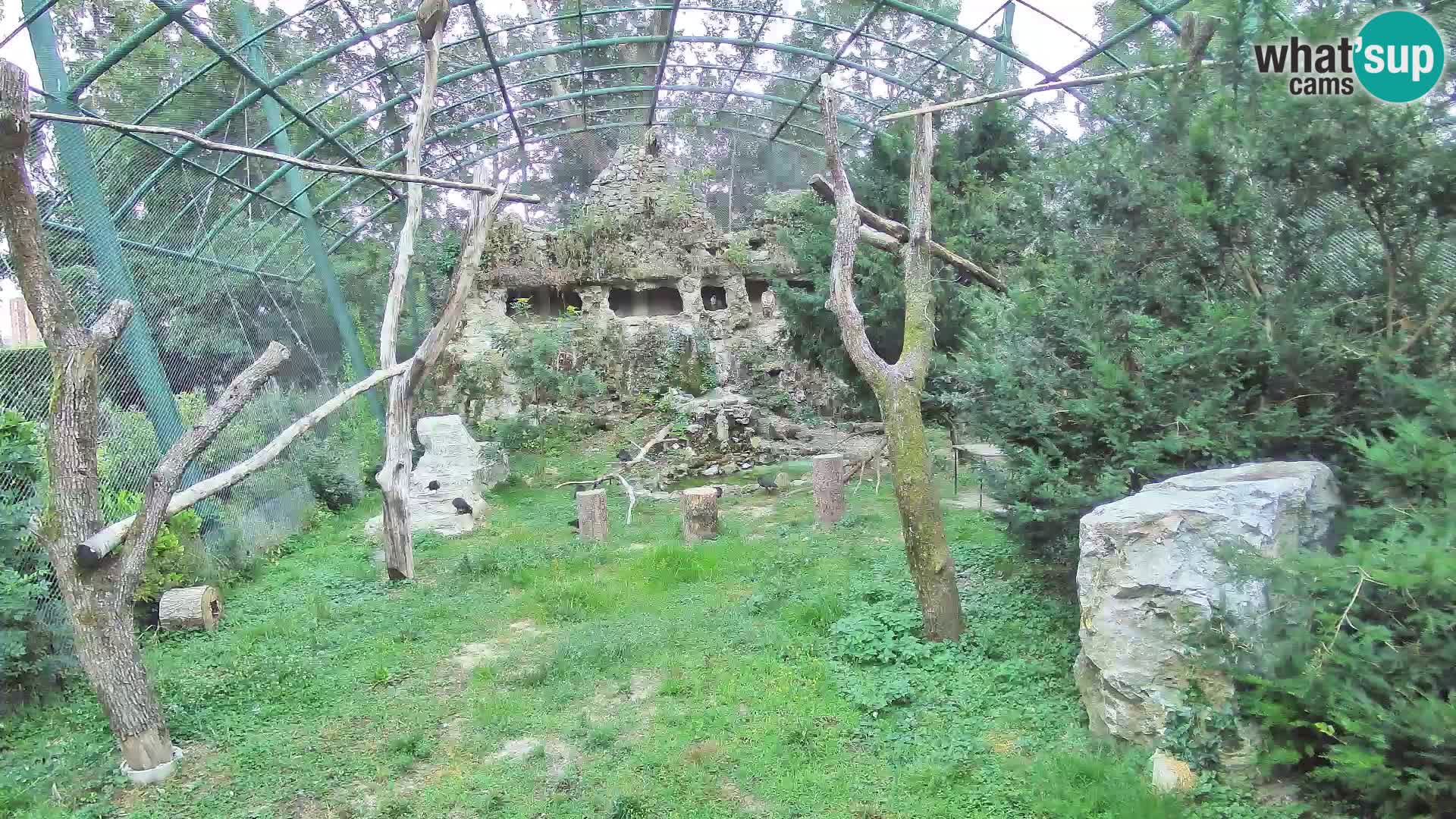 Webcam Grifone – Zoo di Zagabria in diretta