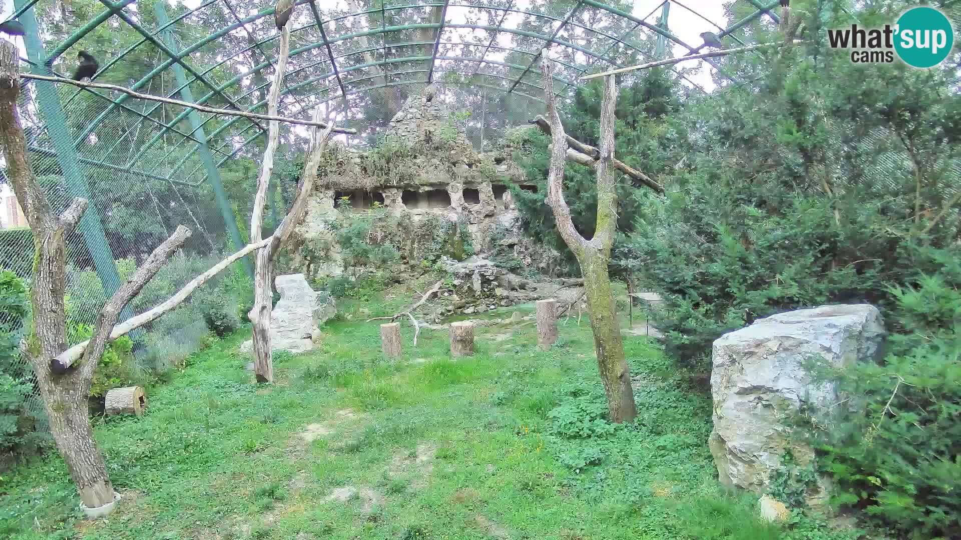 Webcam Grifone – Zoo di Zagabria in diretta