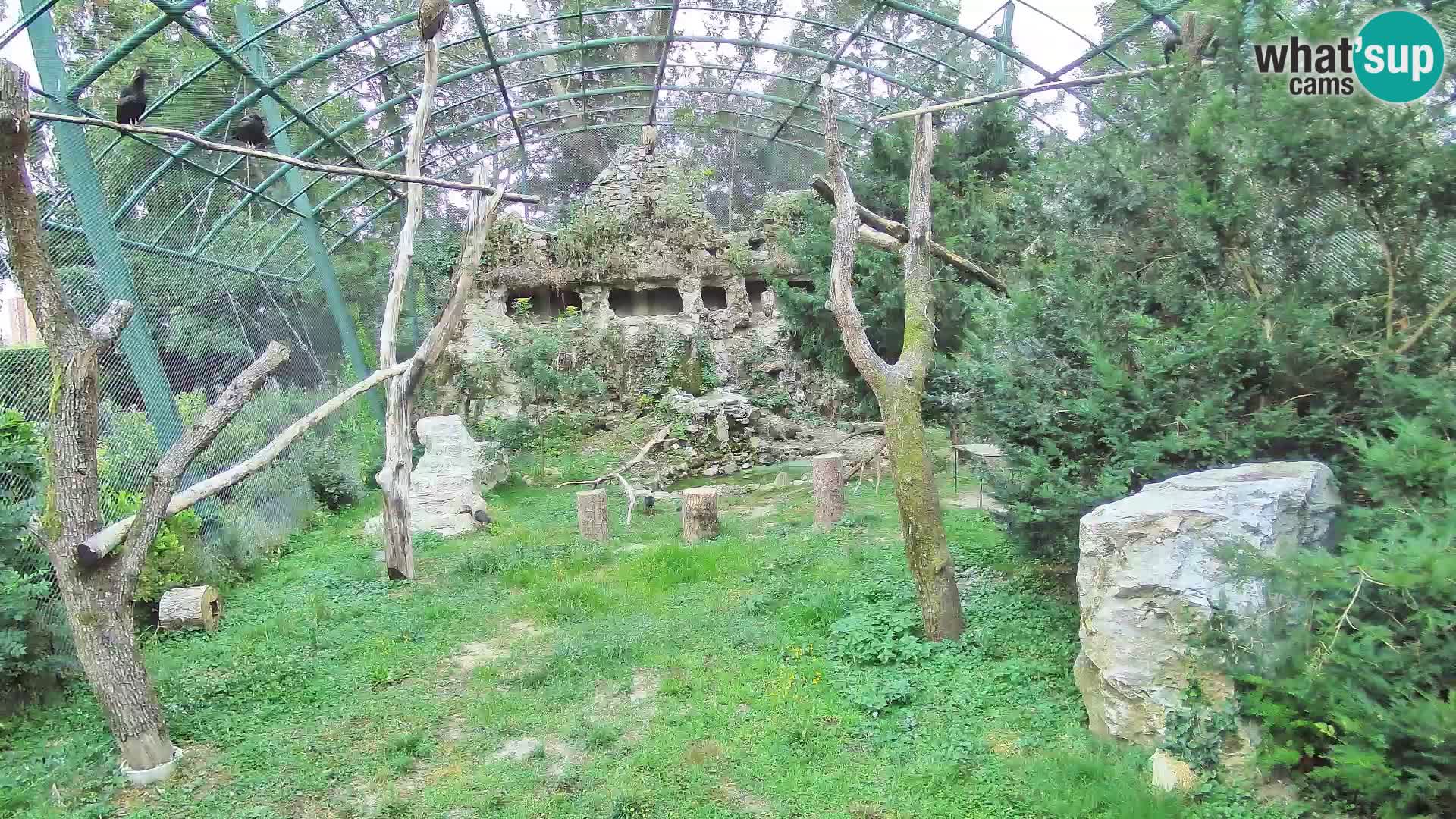 Gyps Webcam – Zagreb Zoo Live
