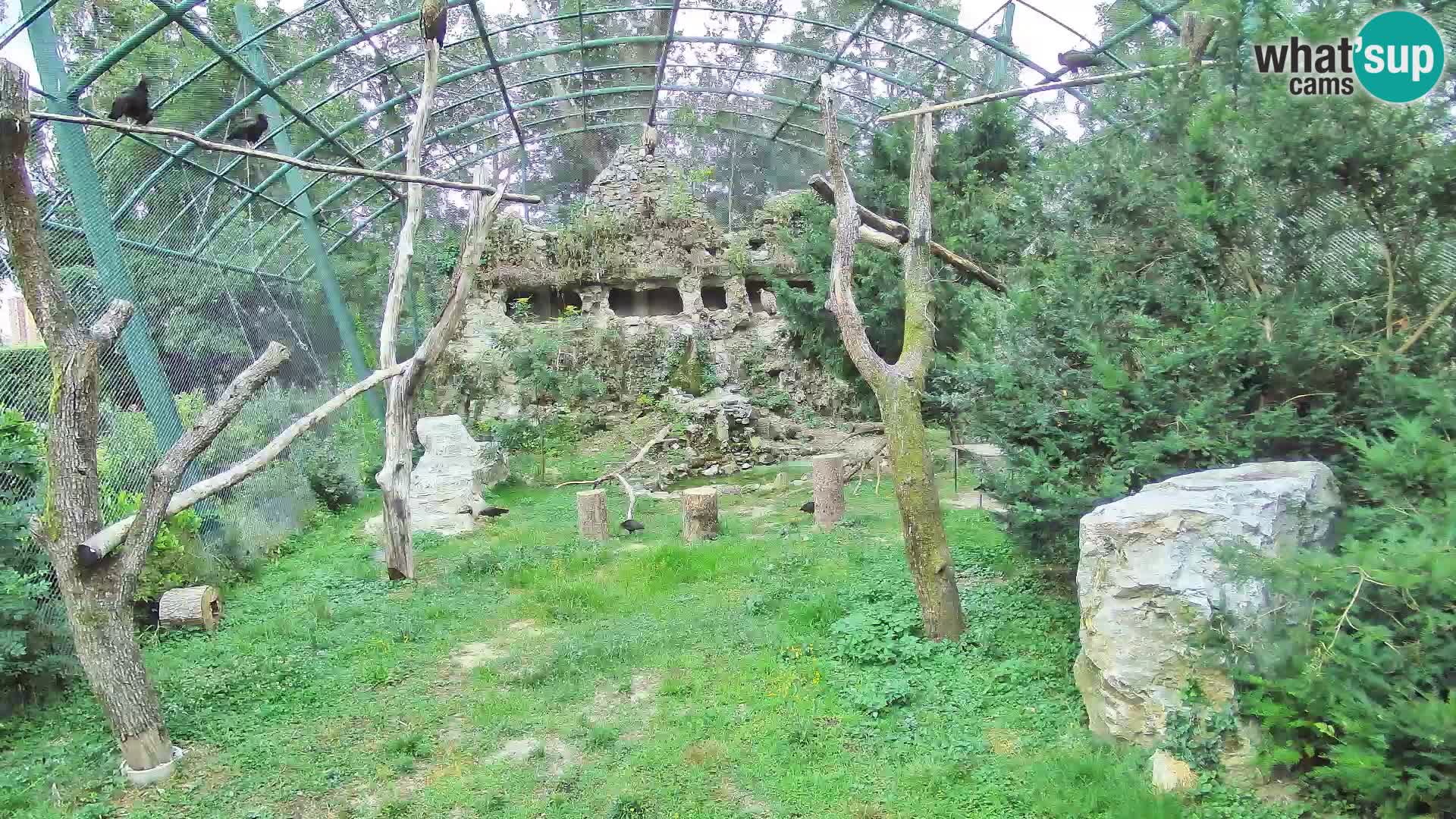 Gyps Webcam – Live aus dem Zoo Zagreb