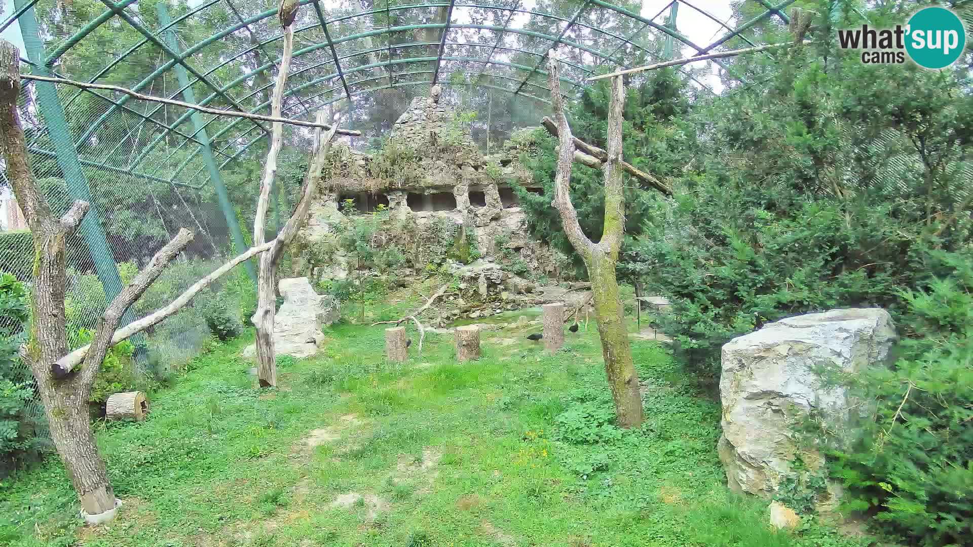 Spletna kamera beloglavi jastreb – Zagreb Zoo v živo