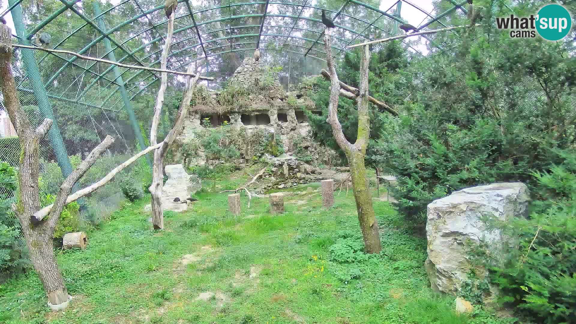 Webcam Grifone – Zoo di Zagabria in diretta