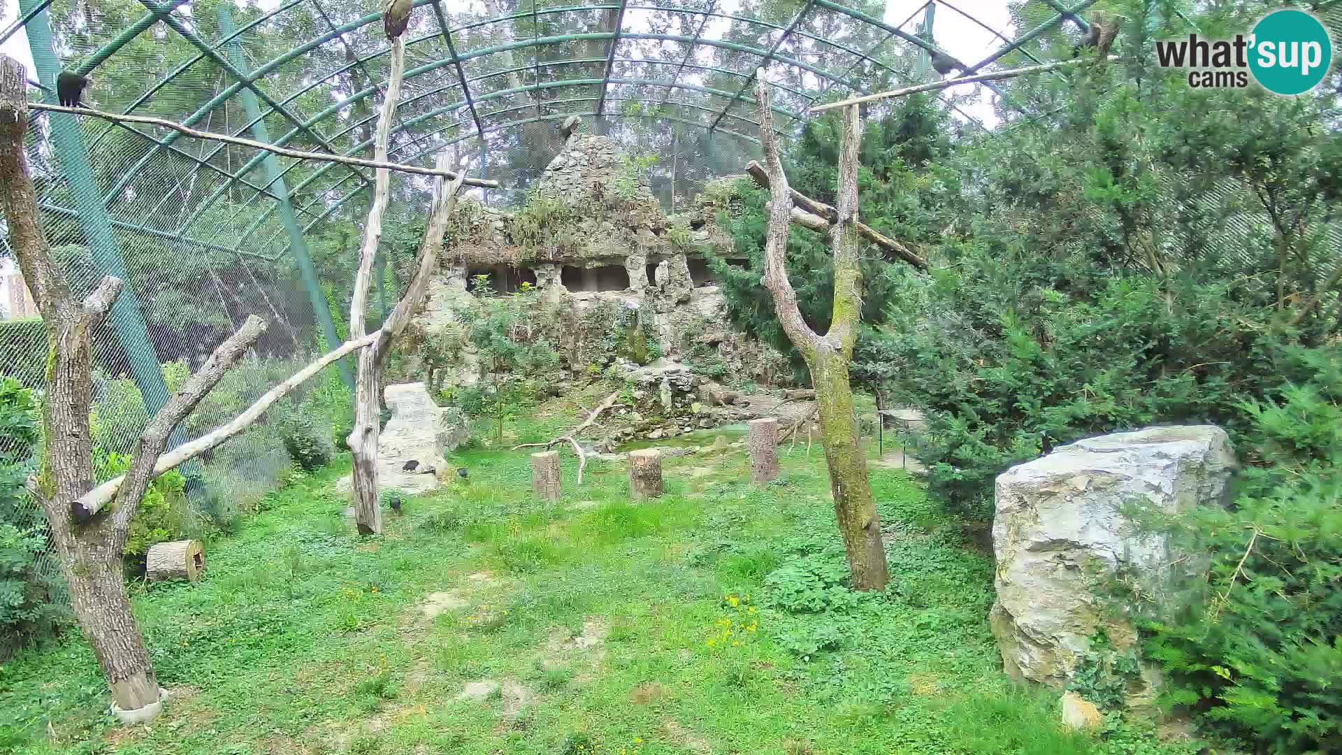 Webcam Grifone – Zoo di Zagabria in diretta