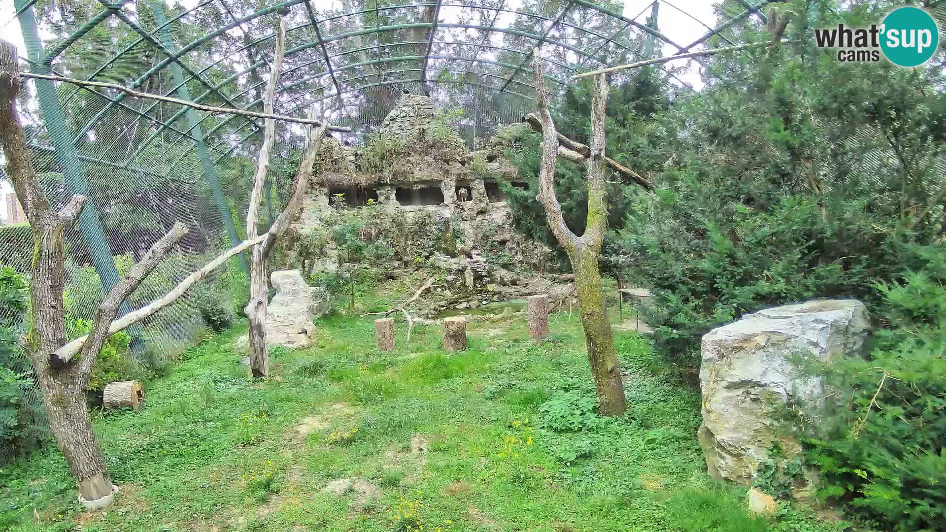 Gyps Webcam – Zagreb Zoo Live
