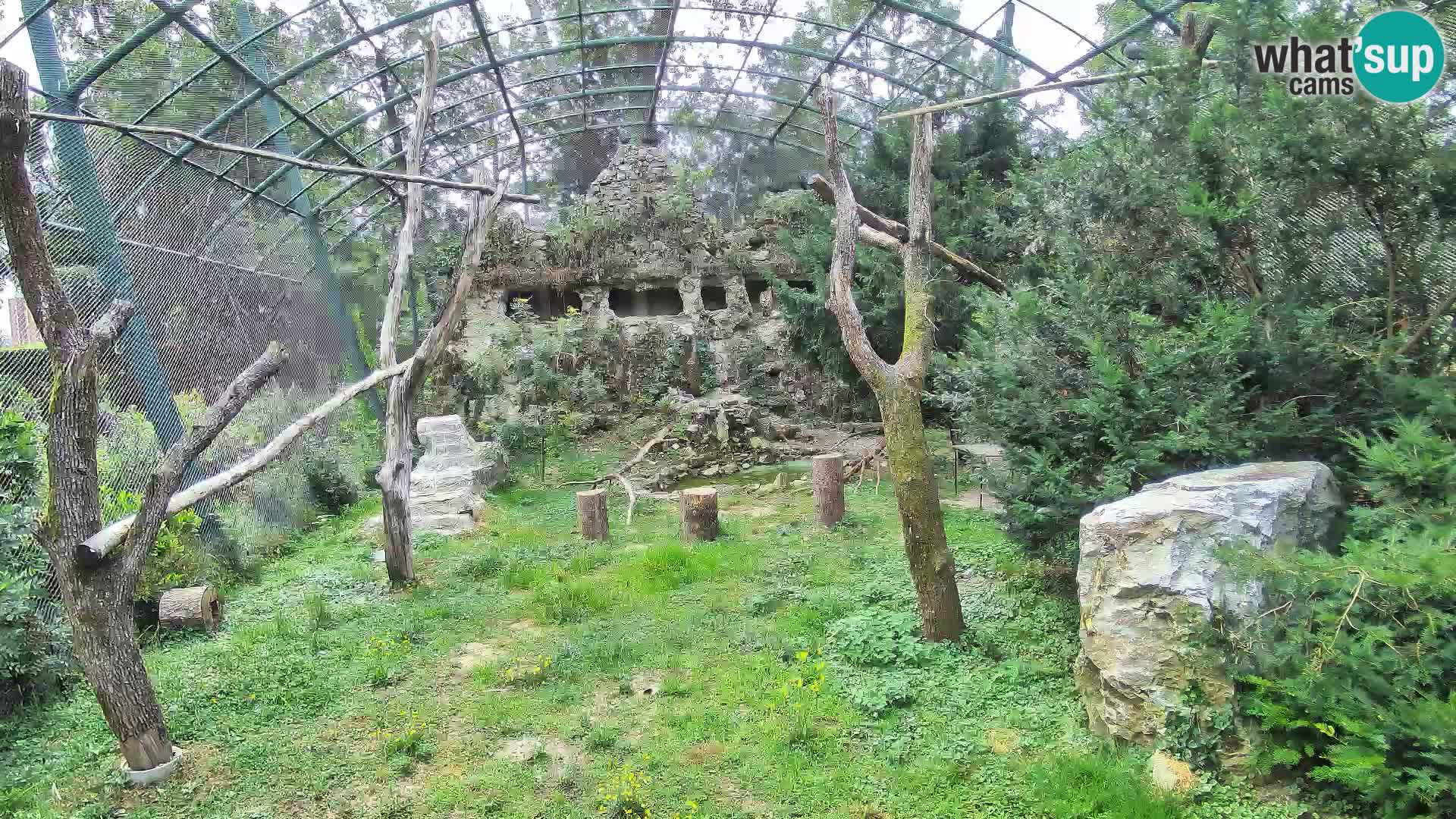 Webcam Grifone – Zoo di Zagabria in diretta