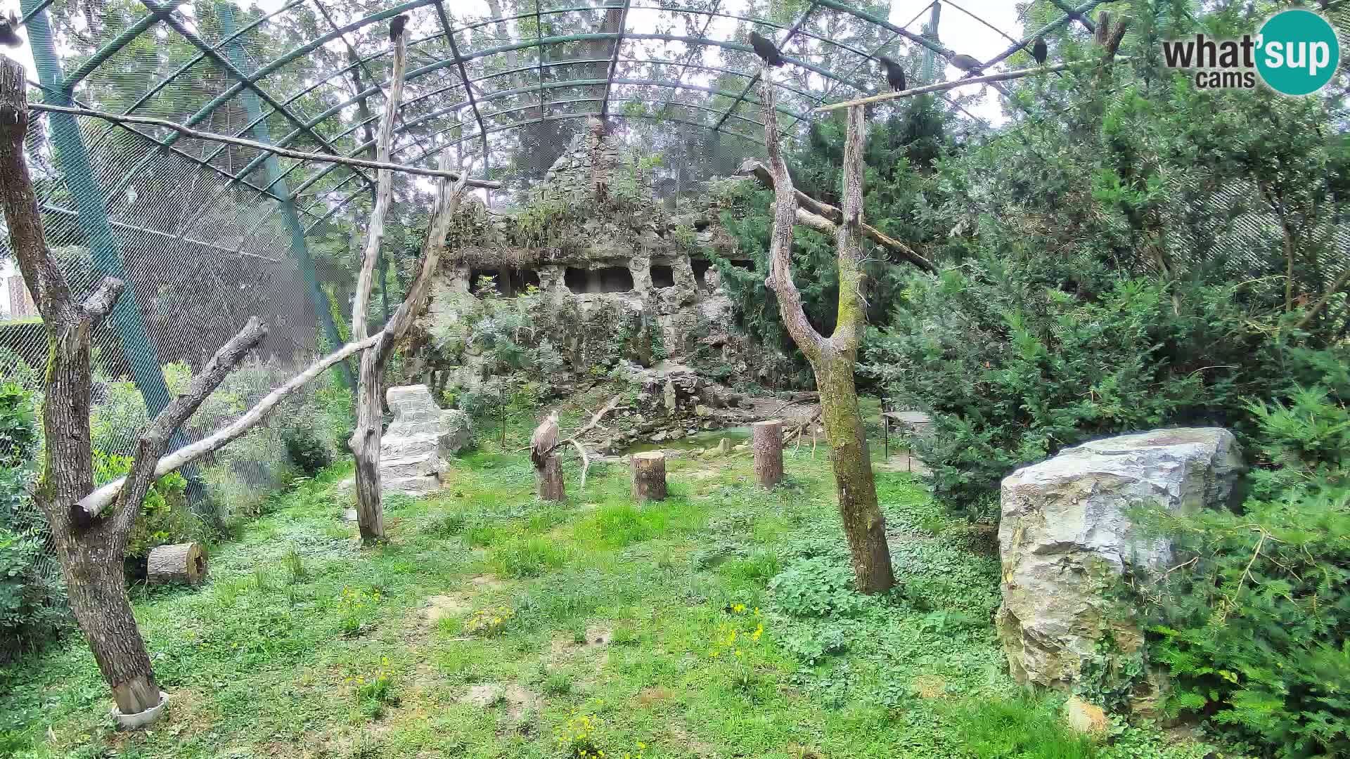 Gyps Webcam – Live aus dem Zoo Zagreb
