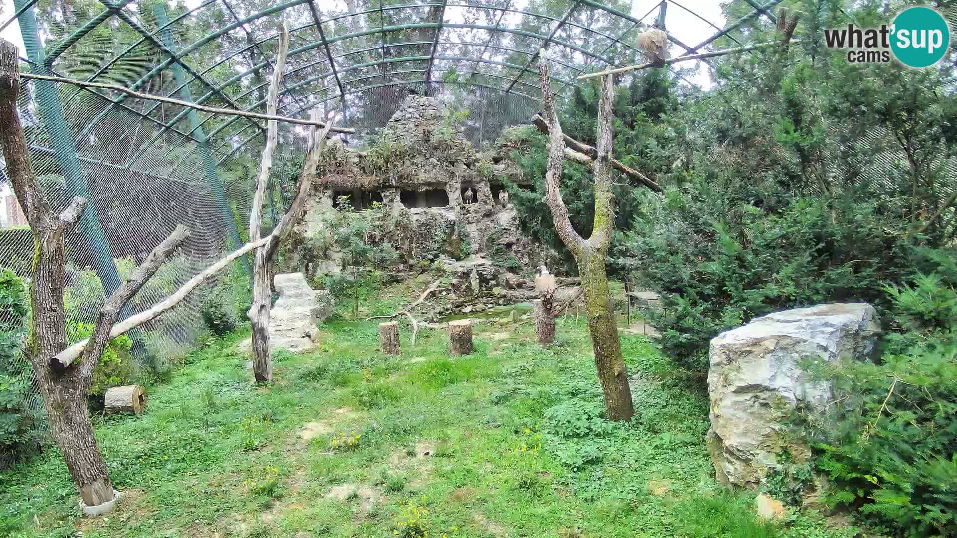 Gyps Webcam – Live aus dem Zoo Zagreb