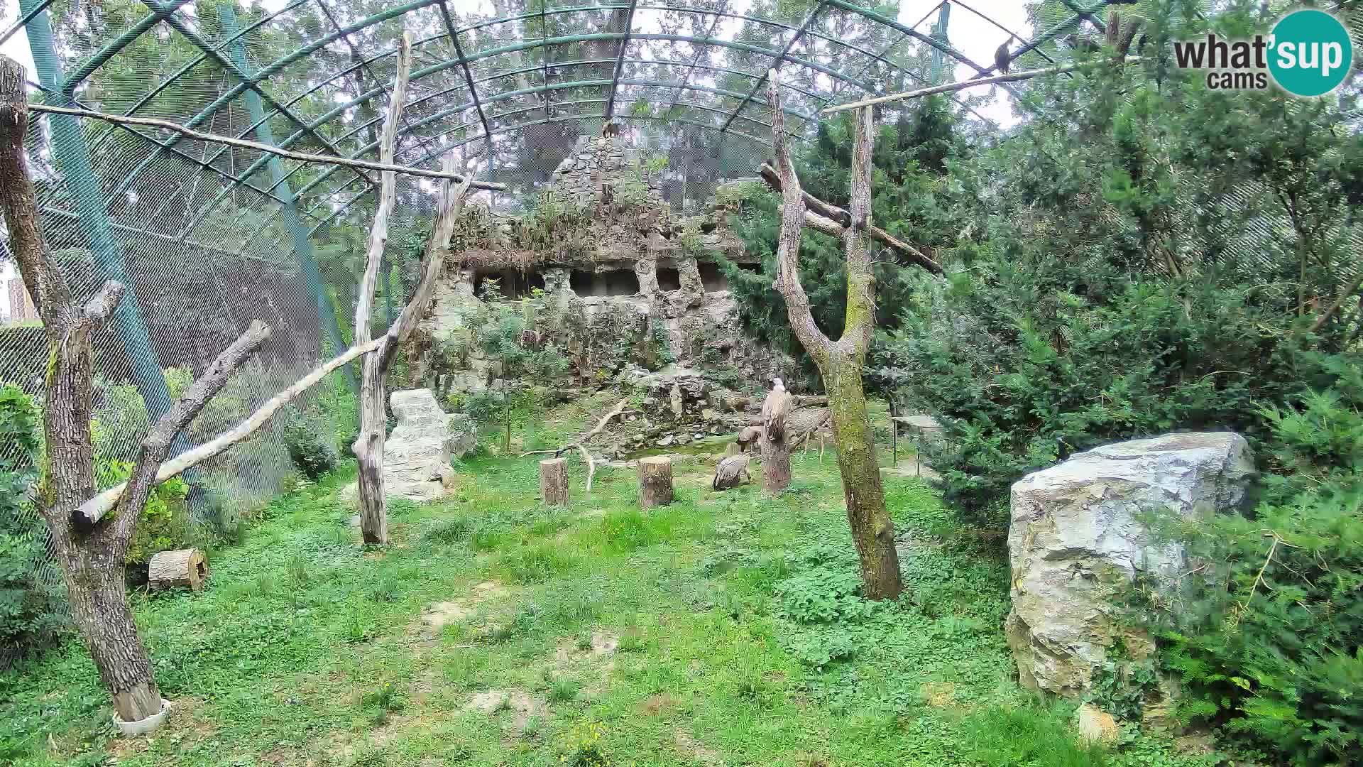 Gyps Webcam – Live aus dem Zoo Zagreb