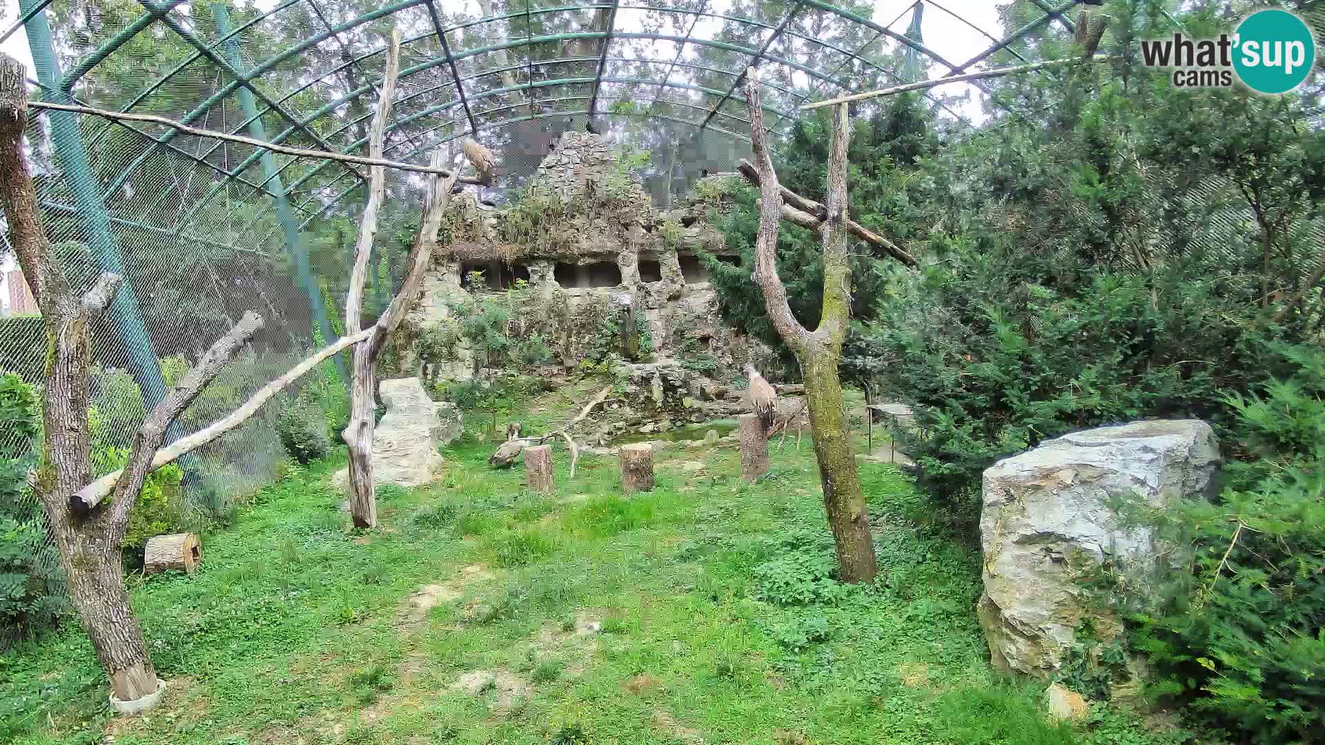 Gyps Webcam – Live aus dem Zoo Zagreb
