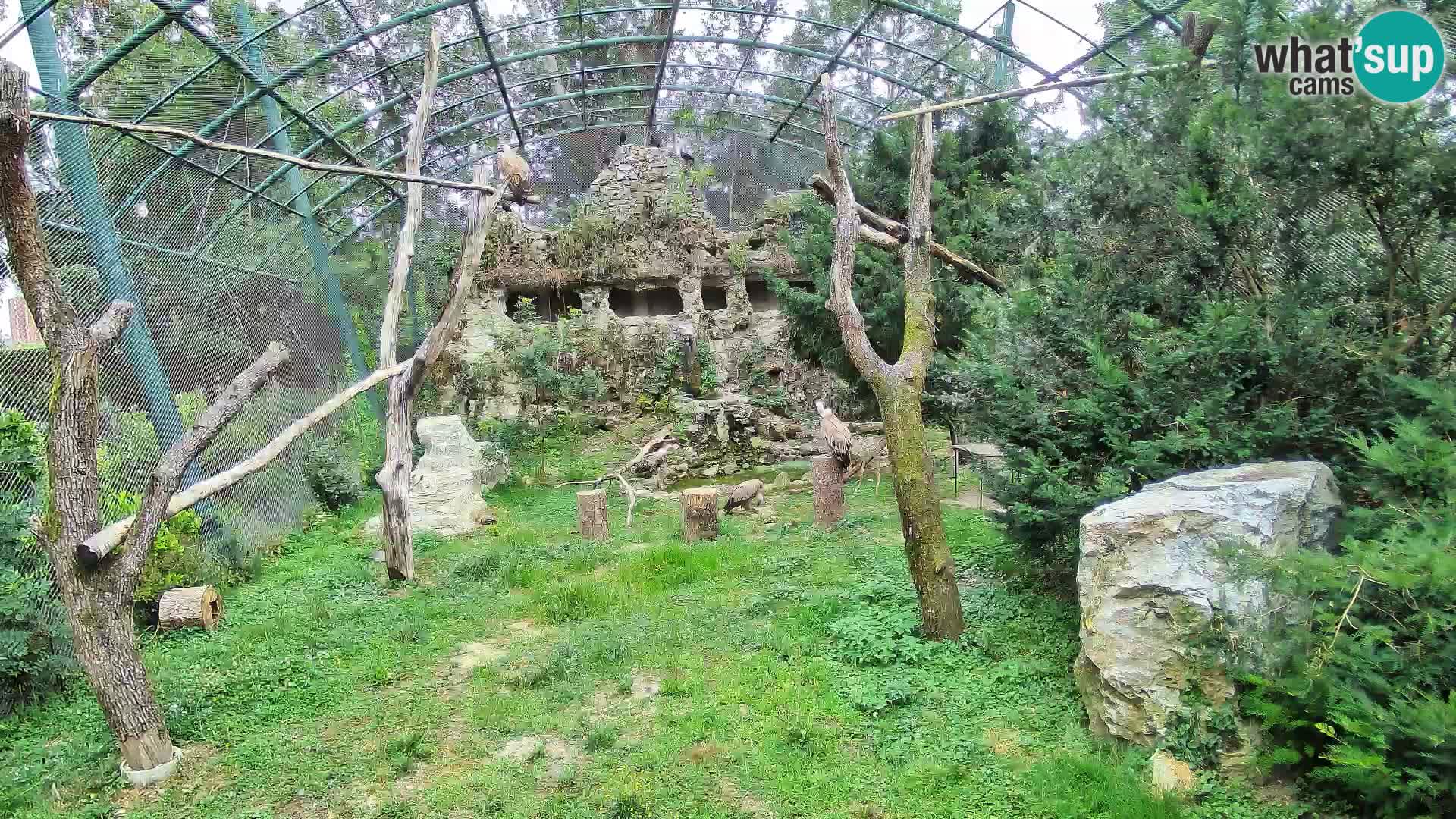 Gyps Webcam – Live aus dem Zoo Zagreb