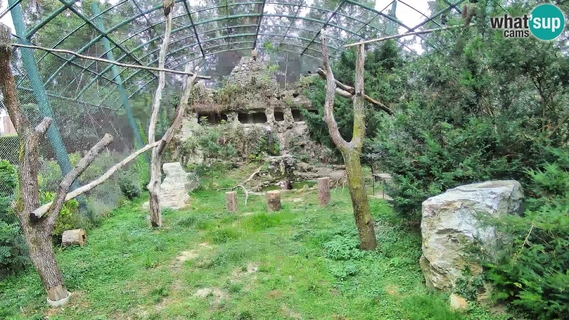 Gyps Webcam – Live aus dem Zoo Zagreb