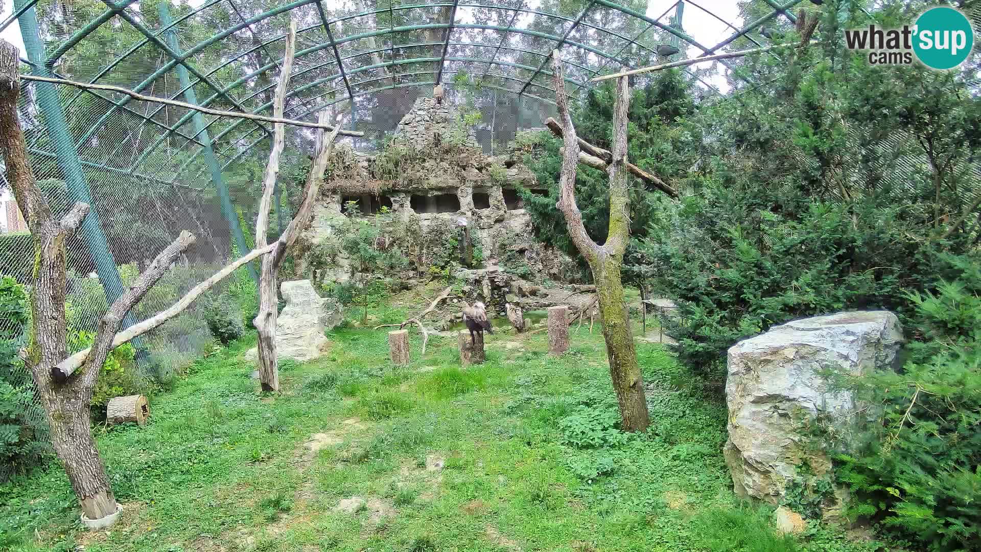 Gyps Webcam – Live aus dem Zoo Zagreb