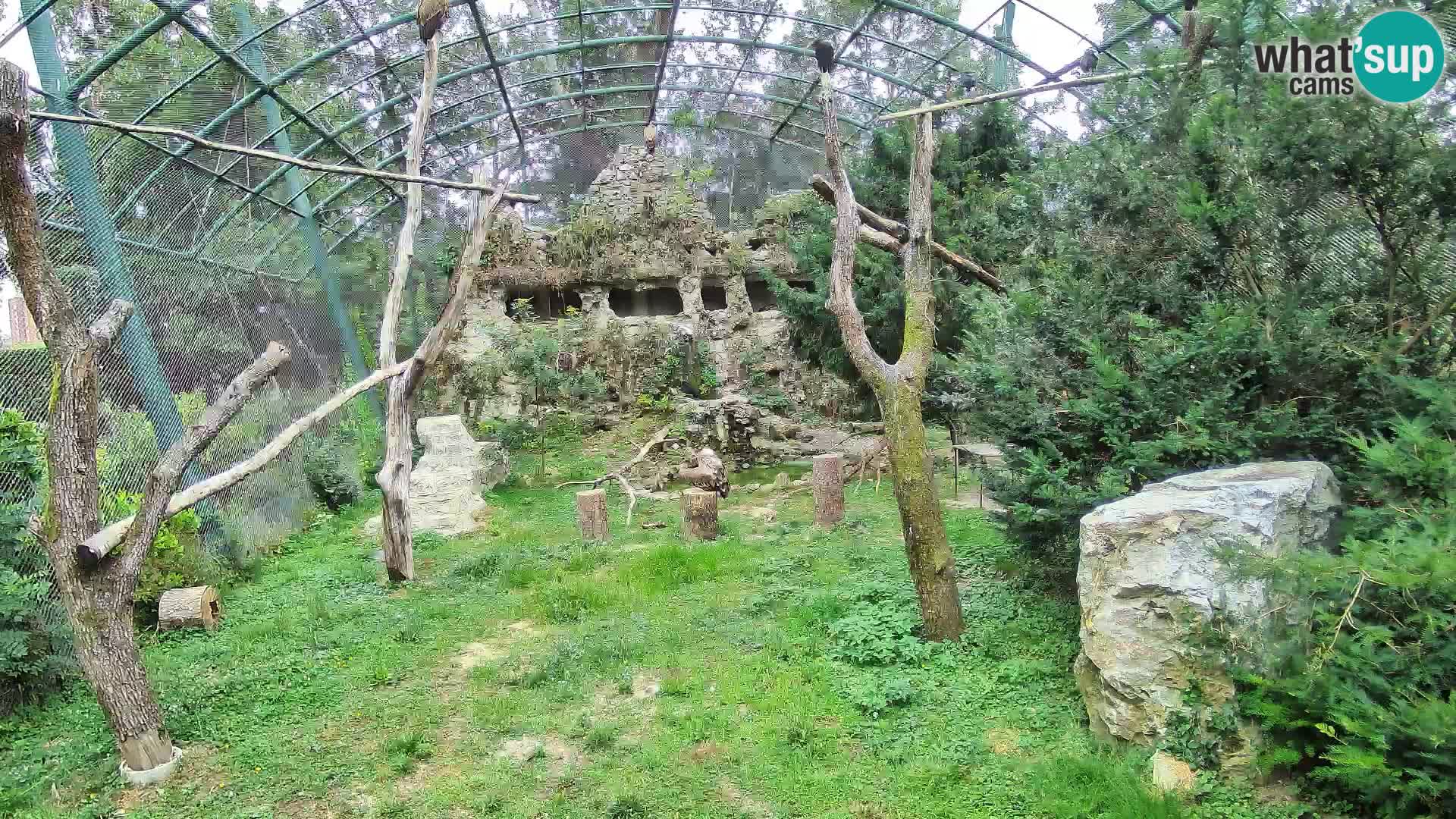 Gyps Webcam – Live aus dem Zoo Zagreb