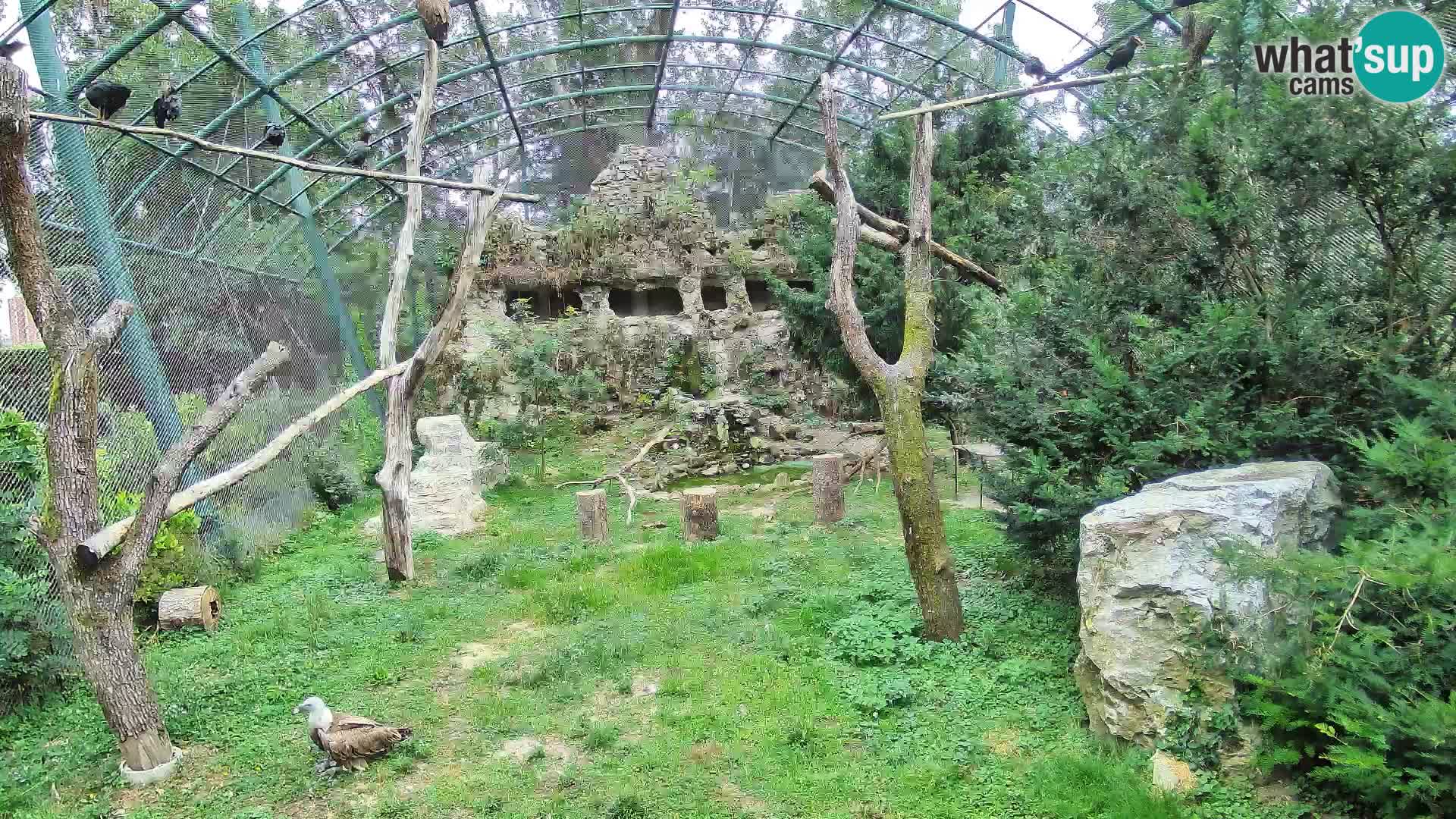 Gyps Webcam – Zagreb Zoo Live