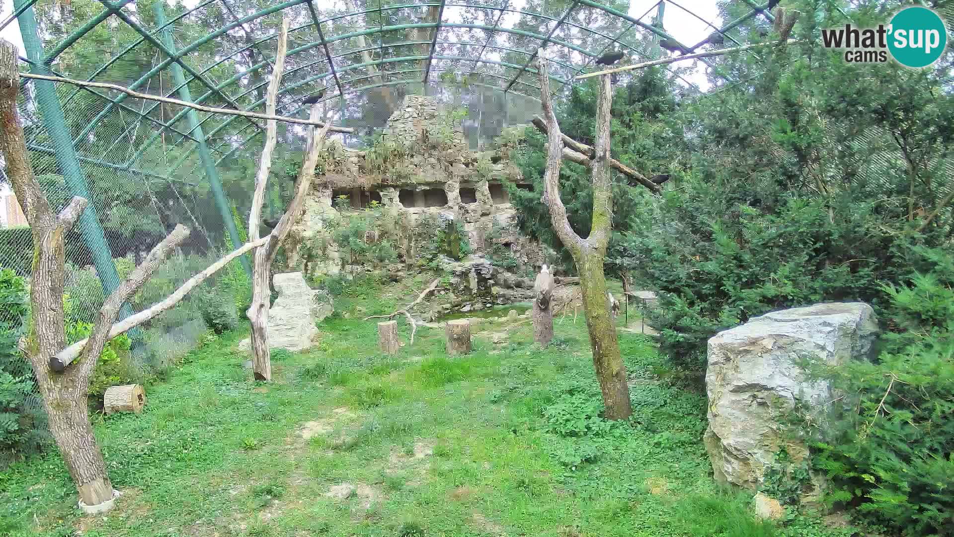 Gyps Webcam – Zagreb Zoo Live